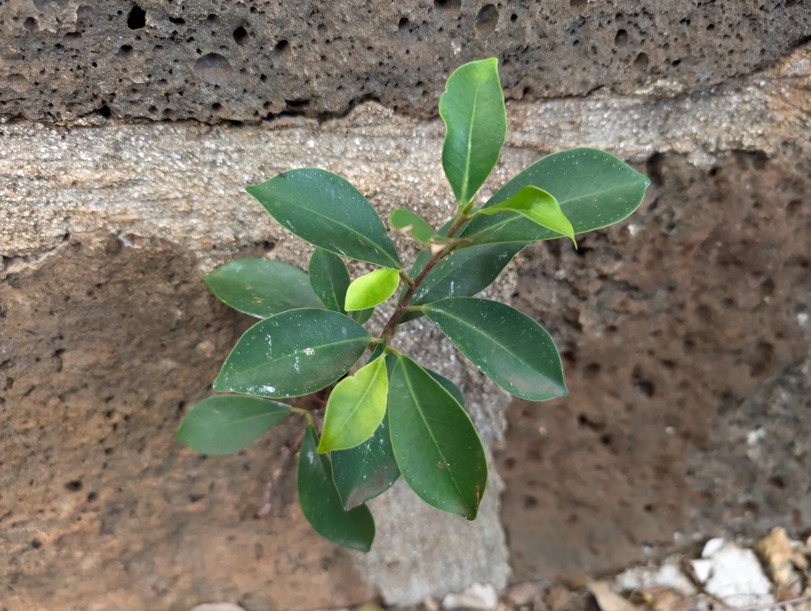Indian Laurel Fig (Ficus Microcarpa) — Its small, shiny leaves create lush greenery, perfect for creating privacy screens; the Indian Laurel Fig, image 76