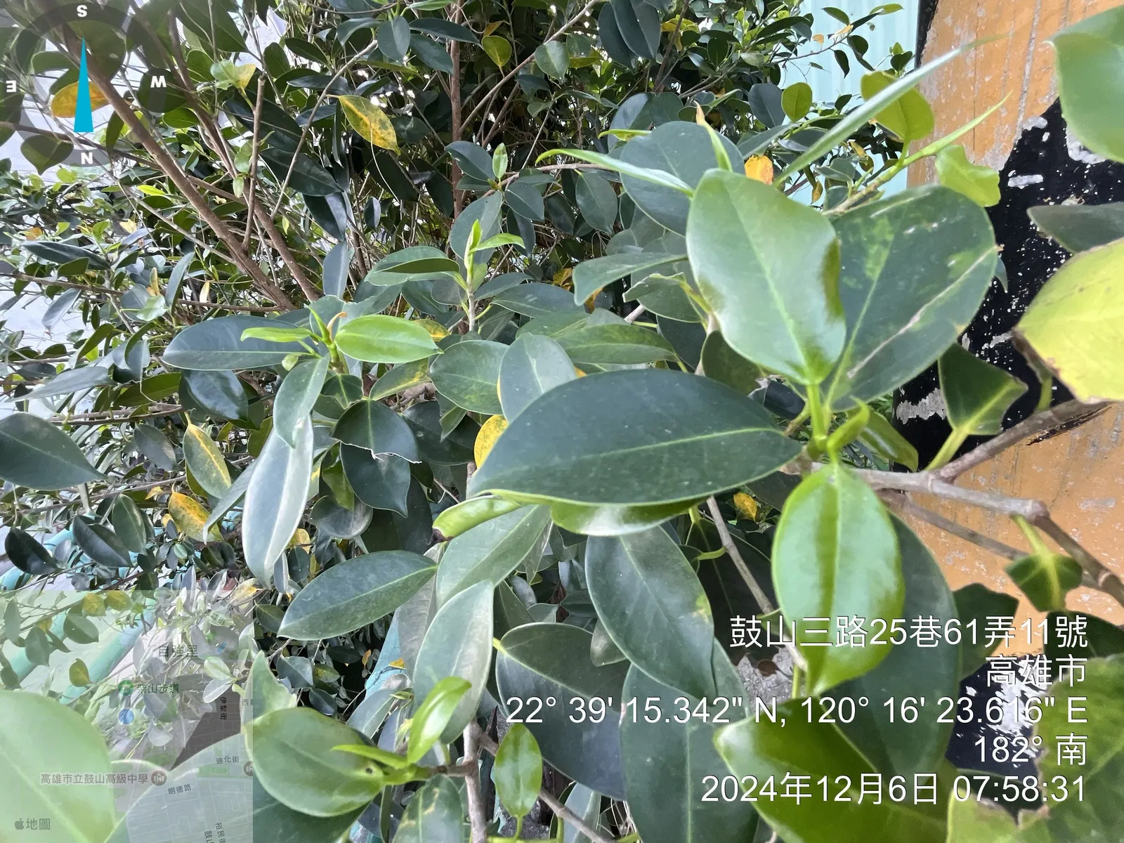 Indian Laurel Fig (Ficus Microcarpa) — The Indian Laurel Fig (Ficus microcarpa) is an evergreen tree renowned for its dense; its small, shiny, image 121