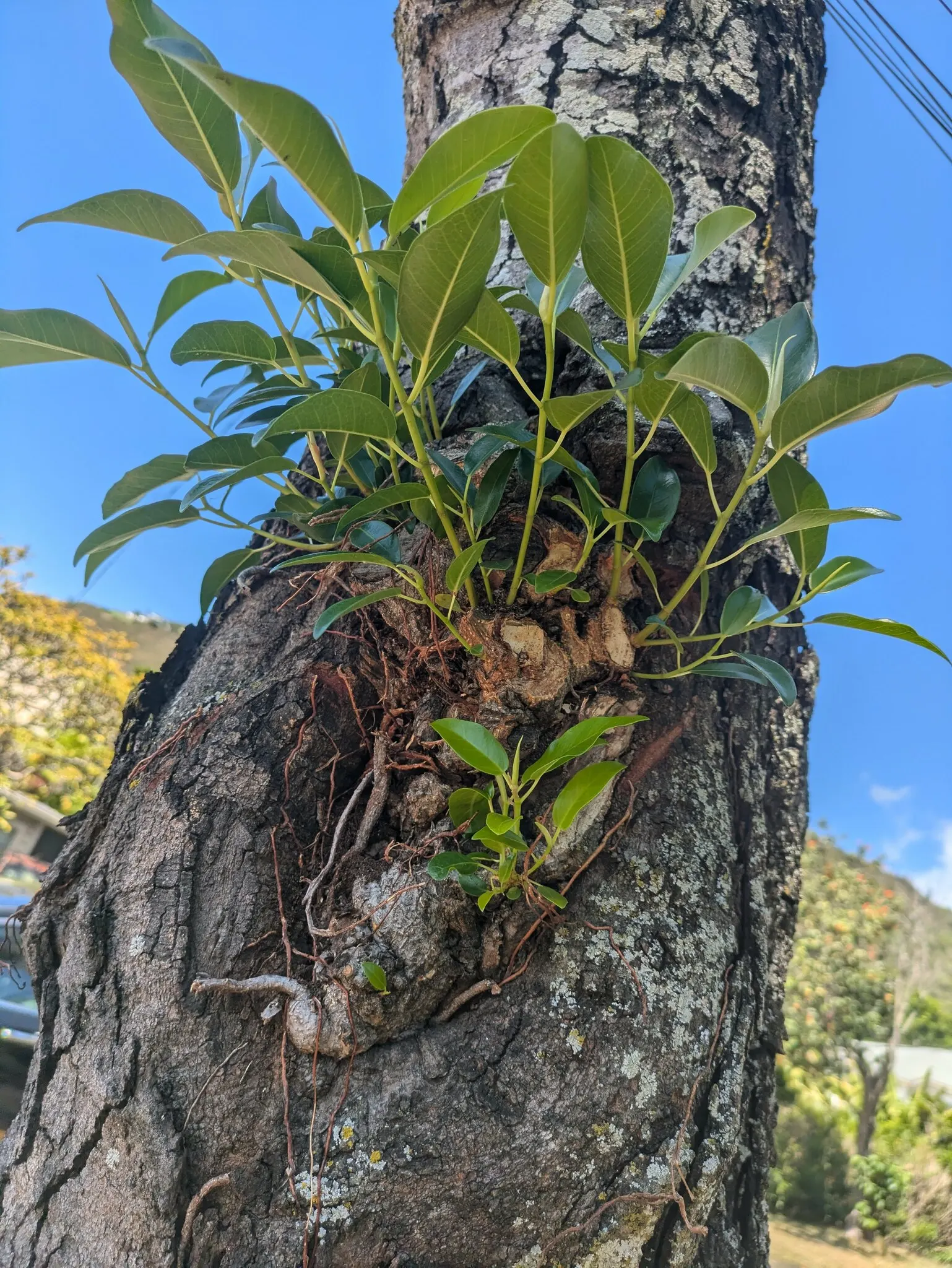 Indian Laurel Fig (Ficus Microcarpa) — offers a versatile and robust addition to any landscape with its dense; adaptable to various conditions, image 128