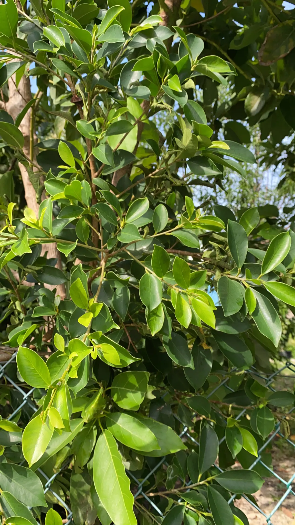 Indian Laurel Fig (Ficus Microcarpa) — it requires minimal upkeep but should be planted with care due to its invasive root system; gray trunk with a smooth