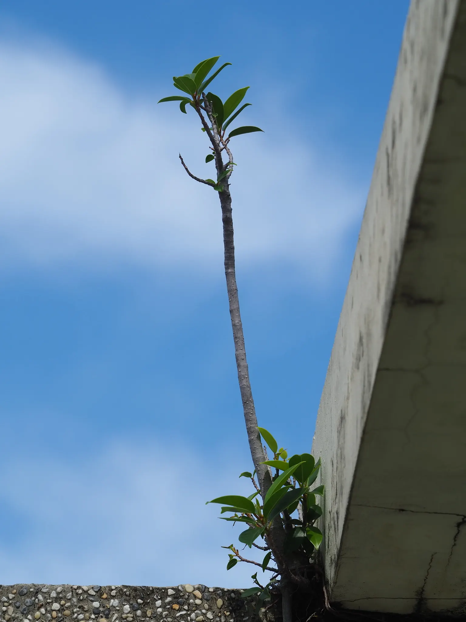 Indian Laurel Fig (Ficus Microcarpa) — It is quite tolerant of different soil types, provided they are well-draining; are oval-shaped and measure, image 112