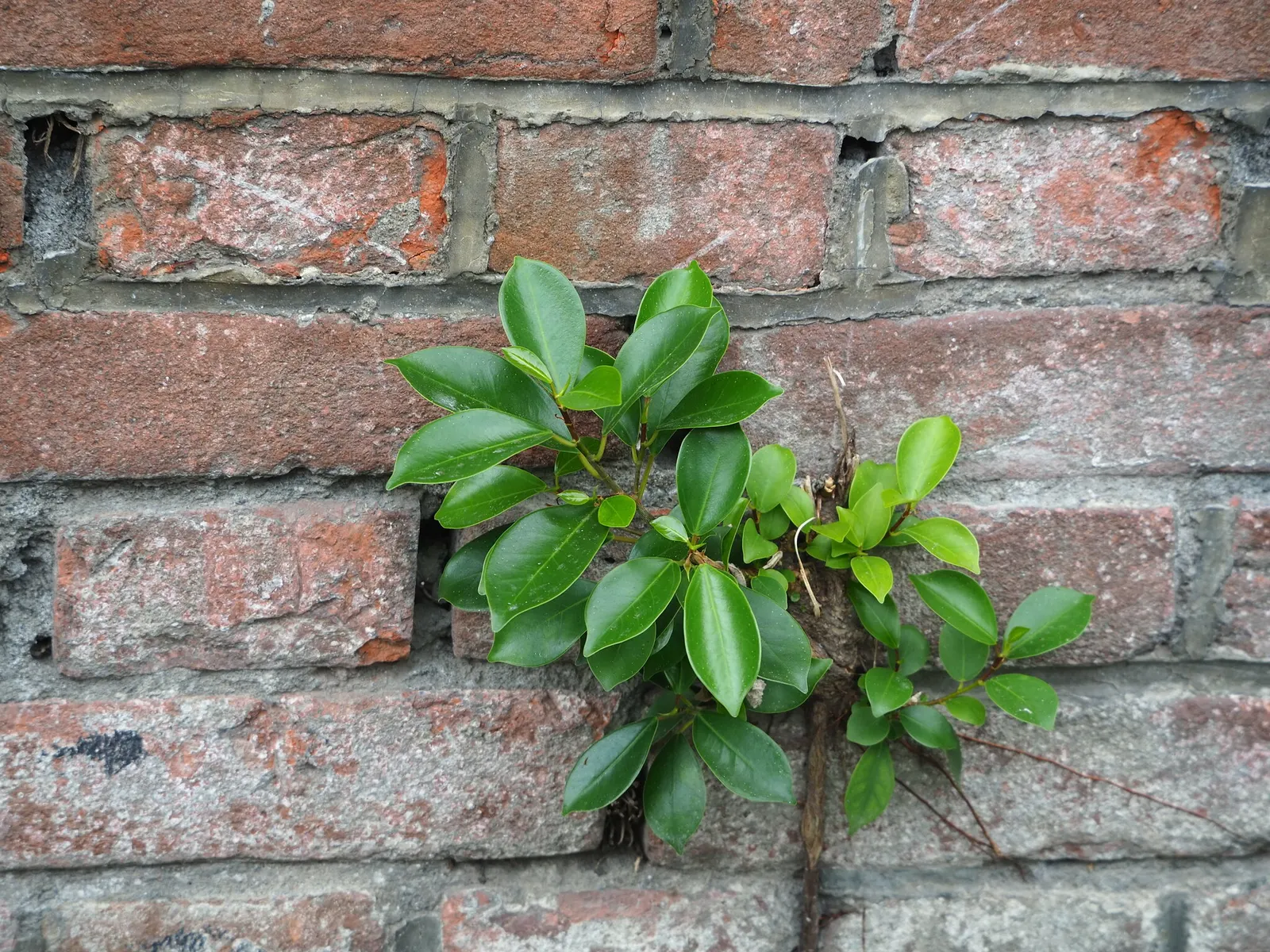 Indian Laurel Fig (Ficus Microcarpa) — makes it an excellent choice for privacy screens or windbreaks; standing as a mighty evergreen, image 67