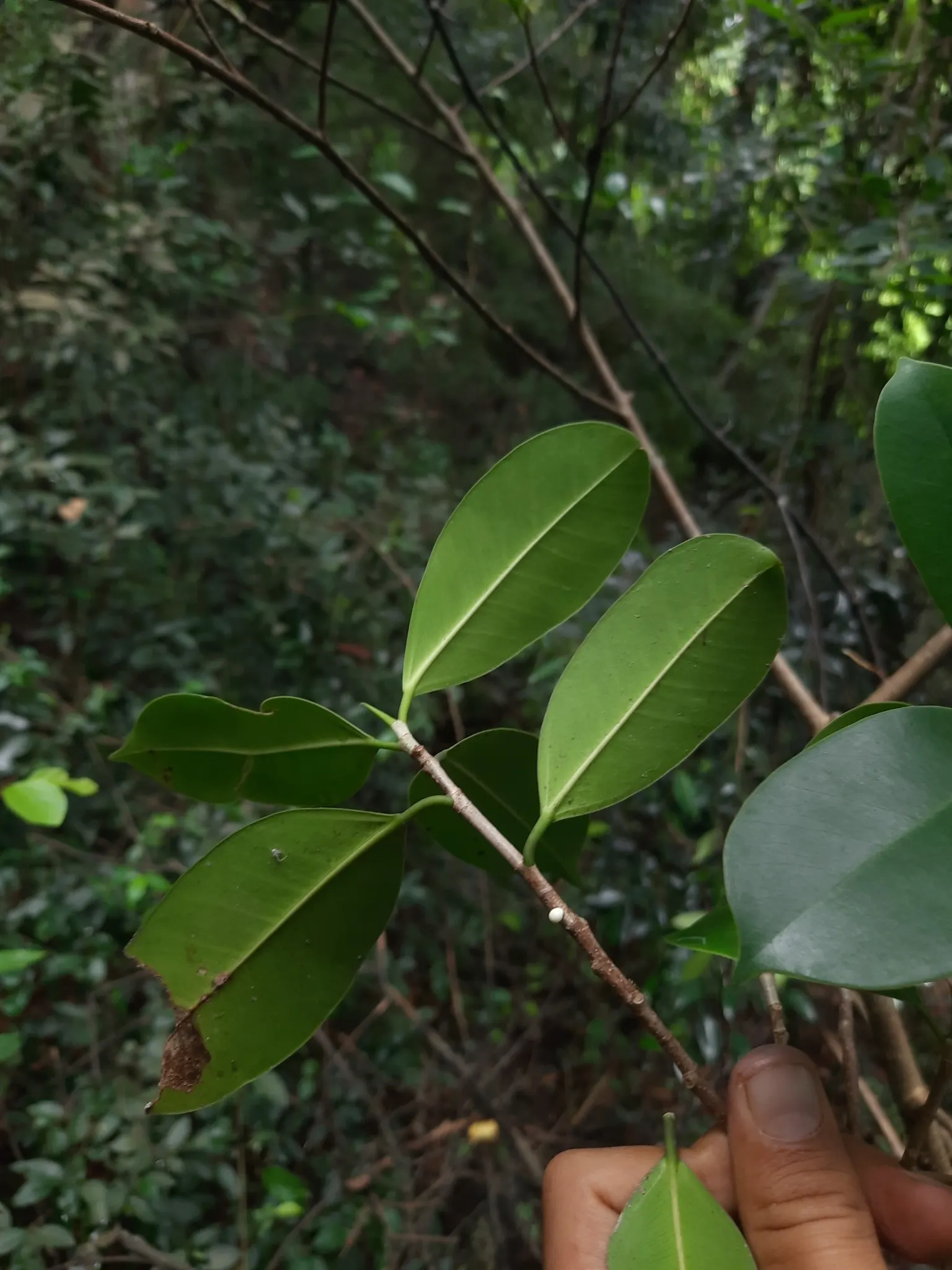 Indian Laurel Fig (Ficus Microcarpa) — it requires thoughtful placement away from structures; tree for full or half, image 117