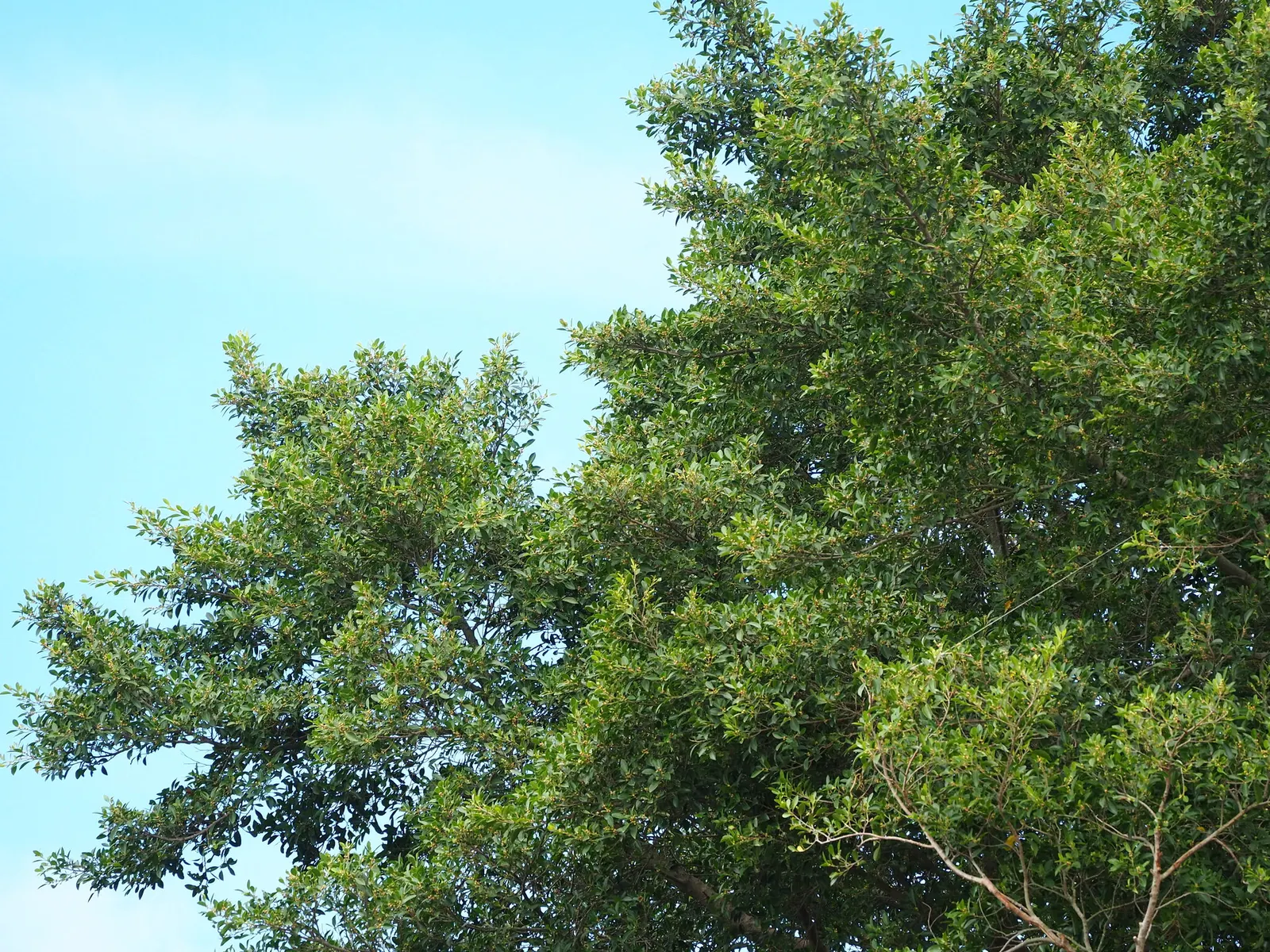 Indian Laurel Fig (Ficus Microcarpa) — The Indian Laurel Fig (Ficus microcarpa) is an evergreen tree renowned for its dense; its small, shiny leaves create
