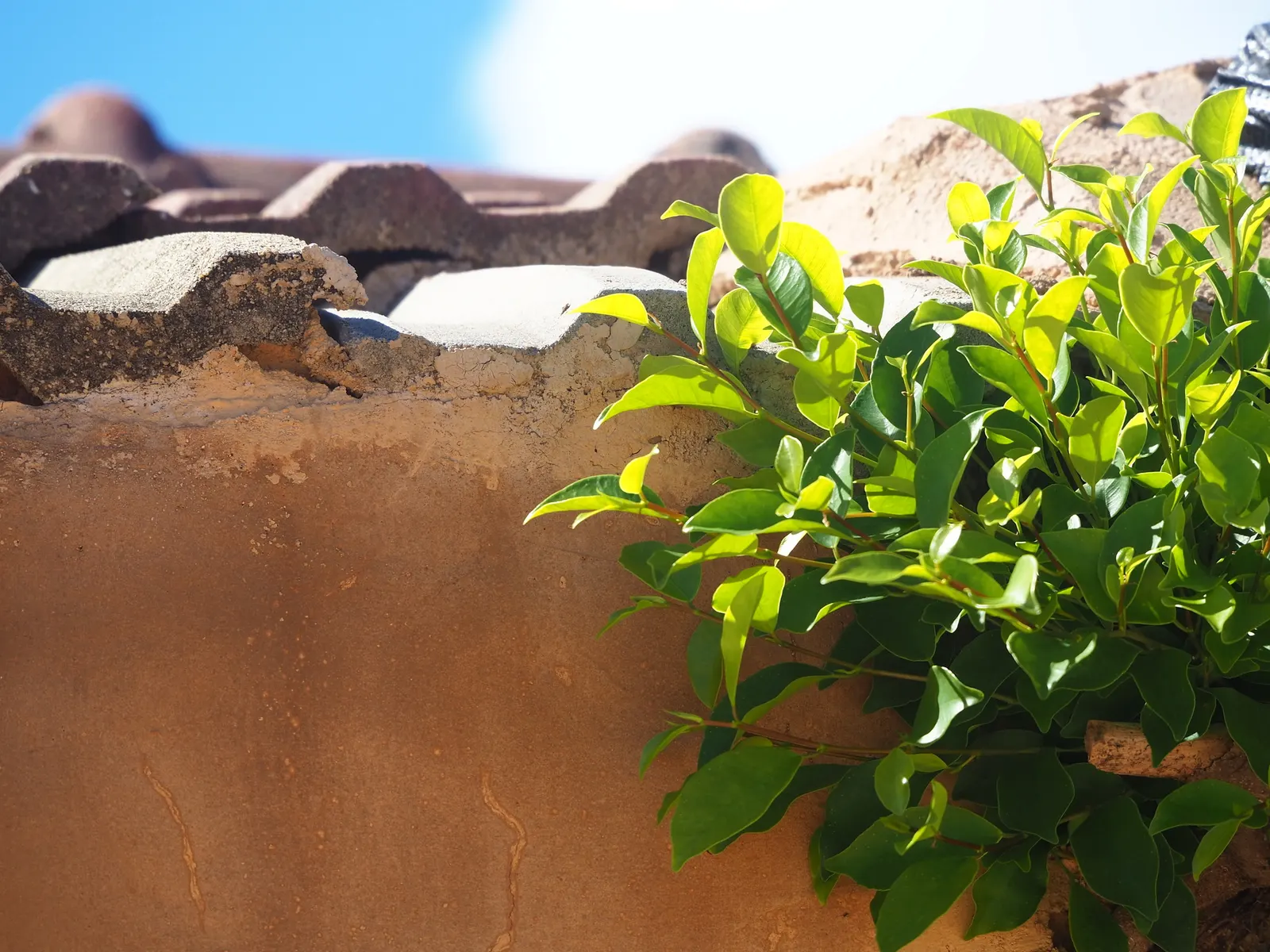Indian Laurel Fig (Ficus Microcarpa) — Standing as a mighty evergreen
