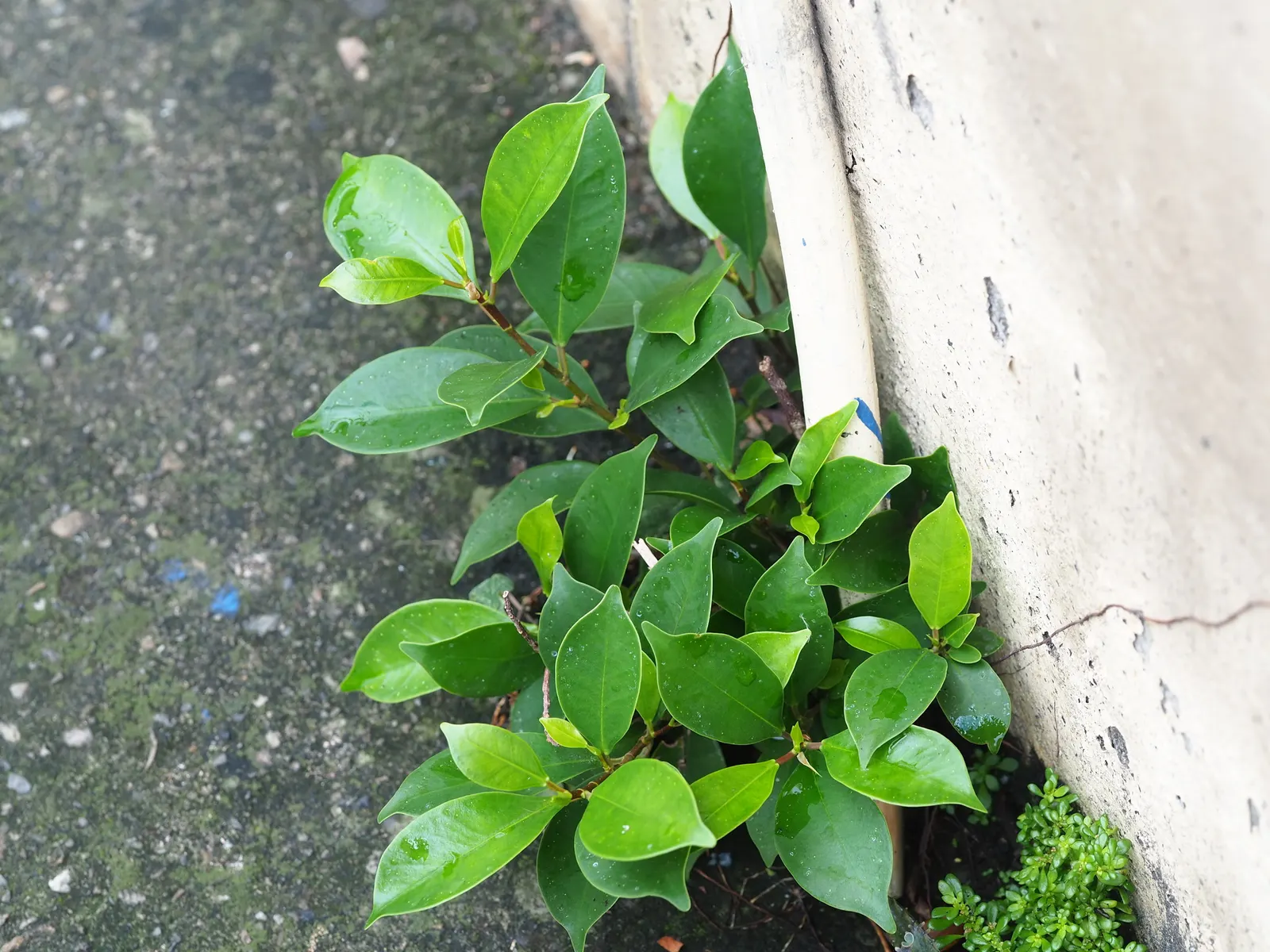 Indian Laurel Fig (Ficus Microcarpa) — offers a versatile and robust addition to any landscape with its dense