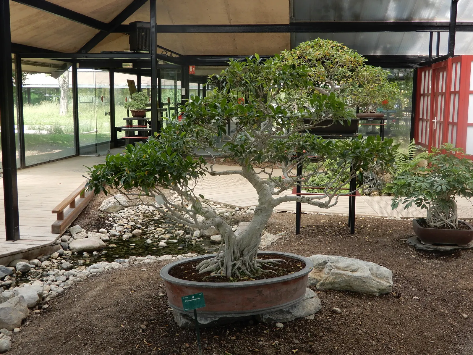Indian Laurel Fig (Ficus Microcarpa) — are oval-shaped and measure about 2 to 3 inches in length; it is quite tolerant of different soil types, image 61