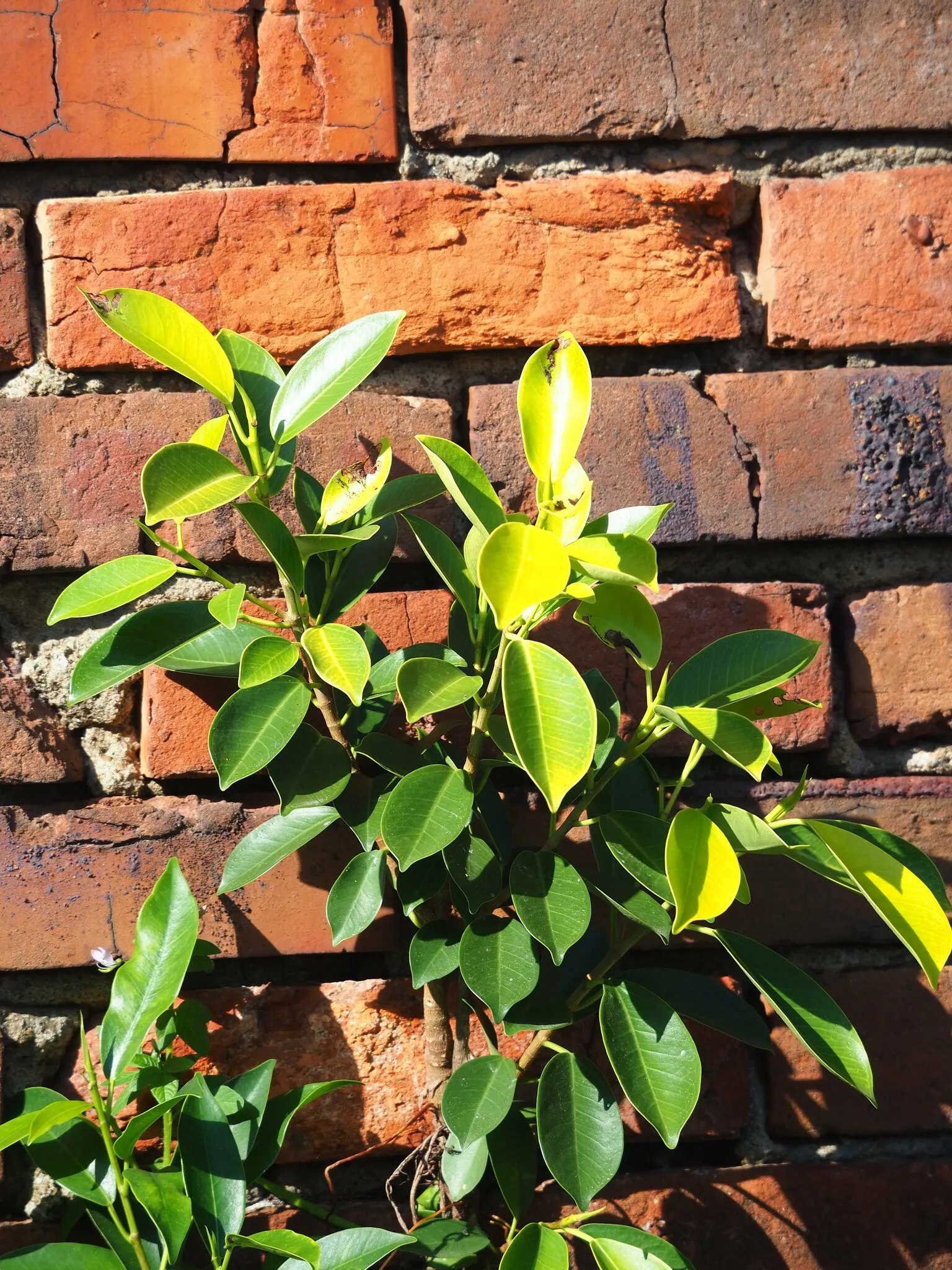 Indian Laurel Fig (Ficus Microcarpa) — it requires thoughtful placement away from structures; tree for full or half, image 93