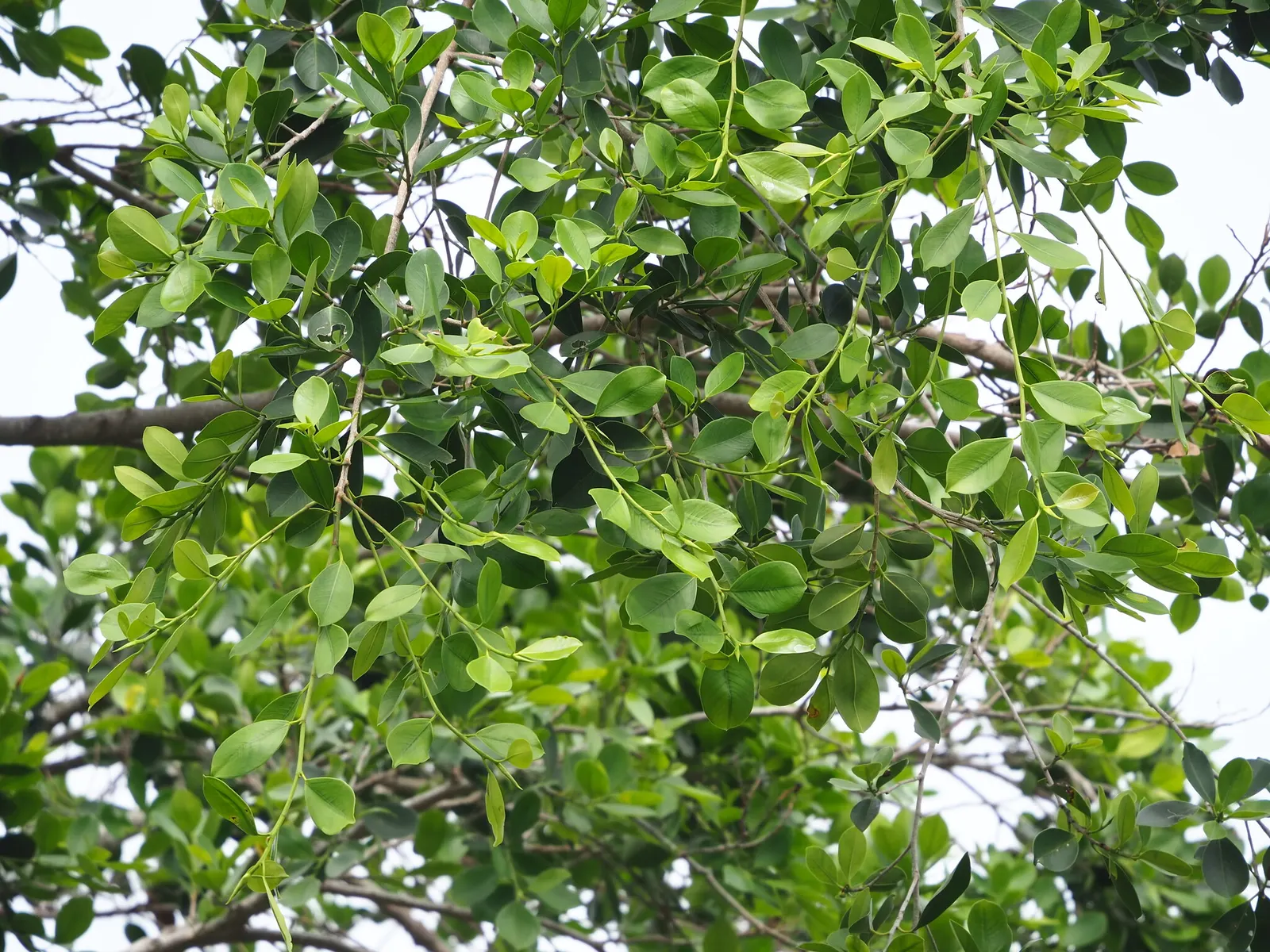 Indian Laurel Fig (Ficus Microcarpa) — it requires minimal upkeep but should be planted with care due to its invasive root system; gray trunk with, image 102