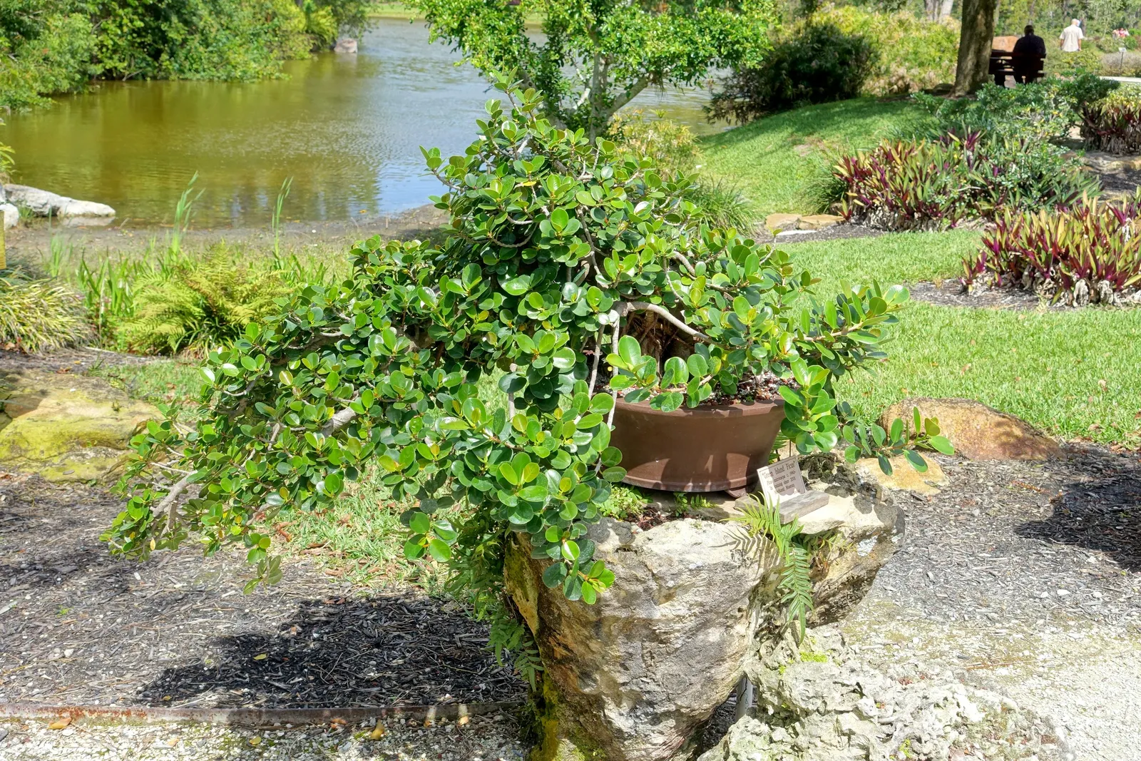 Indian Laurel Fig (Ficus Microcarpa) — It is quite tolerant of different soil types, provided they are well-draining; are oval-shaped and measure, image 88