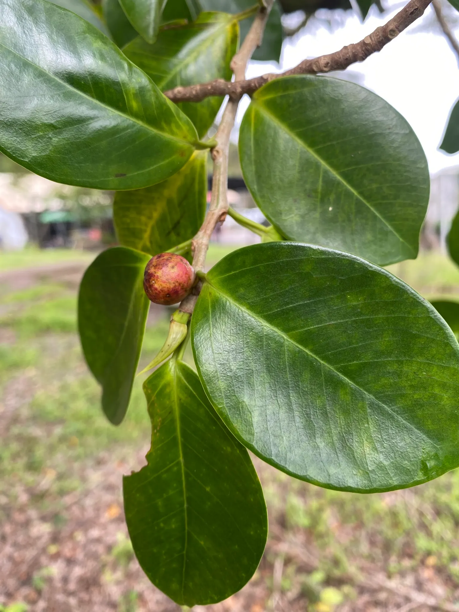 Indian Laurel Fig (Ficus Microcarpa) — Standing as a mighty evergreen; makes it an excellent choice for privacy screens or windbreaks, image 58