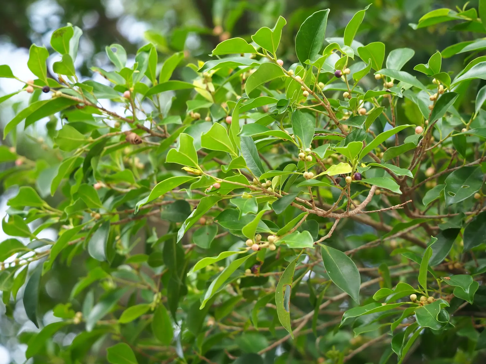Indian Laurel Fig (Ficus Microcarpa) — Ideal for USDA zones 9-11; as its vigorous root system can be invasive, image 79