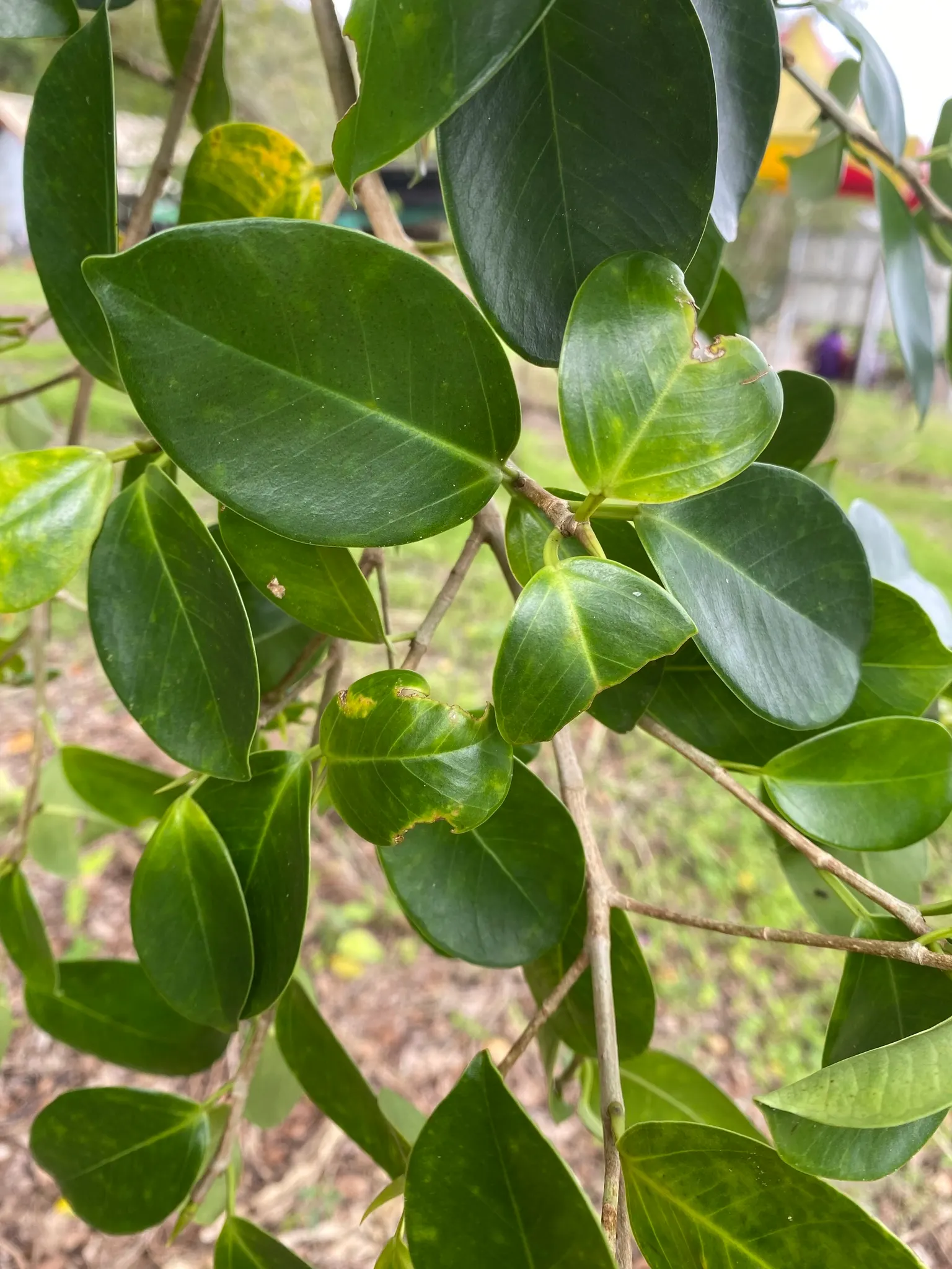 Indian Laurel Fig (Ficus Microcarpa) — rounded canopy and smooth; this creates a vast area of shade beneath its branches