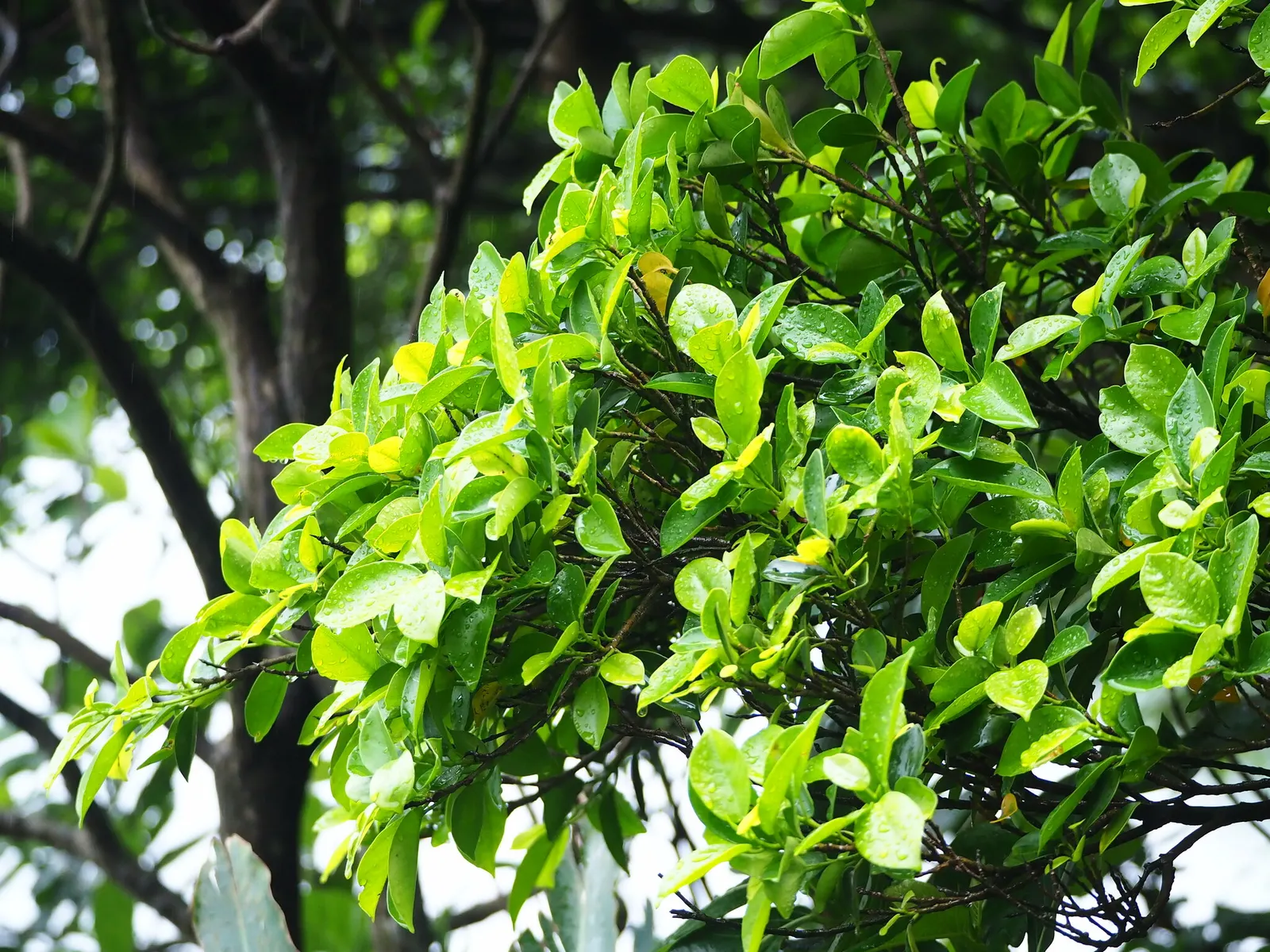 Indian Laurel Fig (Ficus Microcarpa) — which is perfect for creating cool outdoor living spaces.<br><br>Its leaves