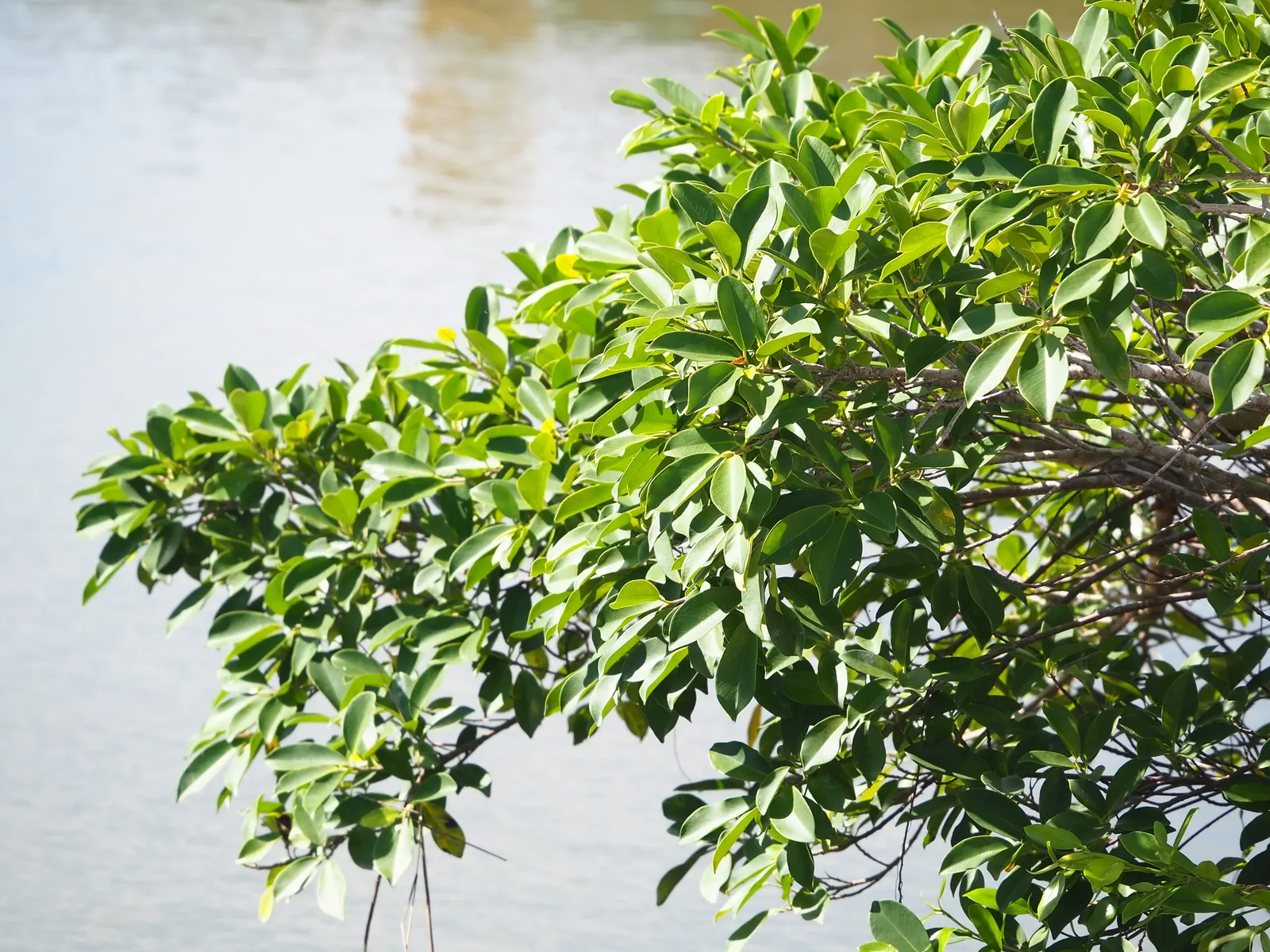 Indian Laurel Fig (Ficus Microcarpa) — which along with its dense canopy