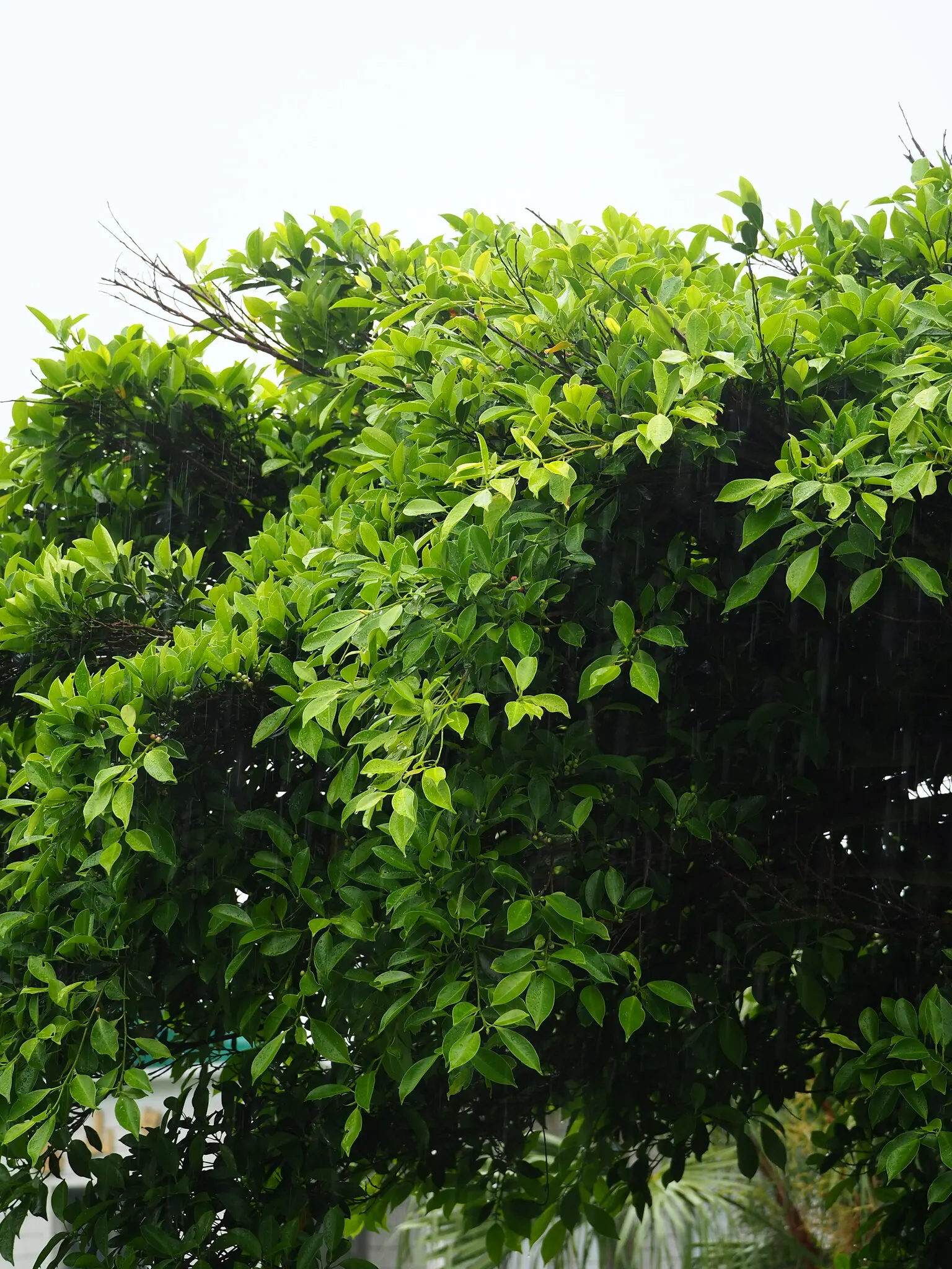 Indian Laurel Fig (Ficus Microcarpa) — Maintenance is generally moderate; however; regular watering is imperative, especially in dry conditions, to, image 92