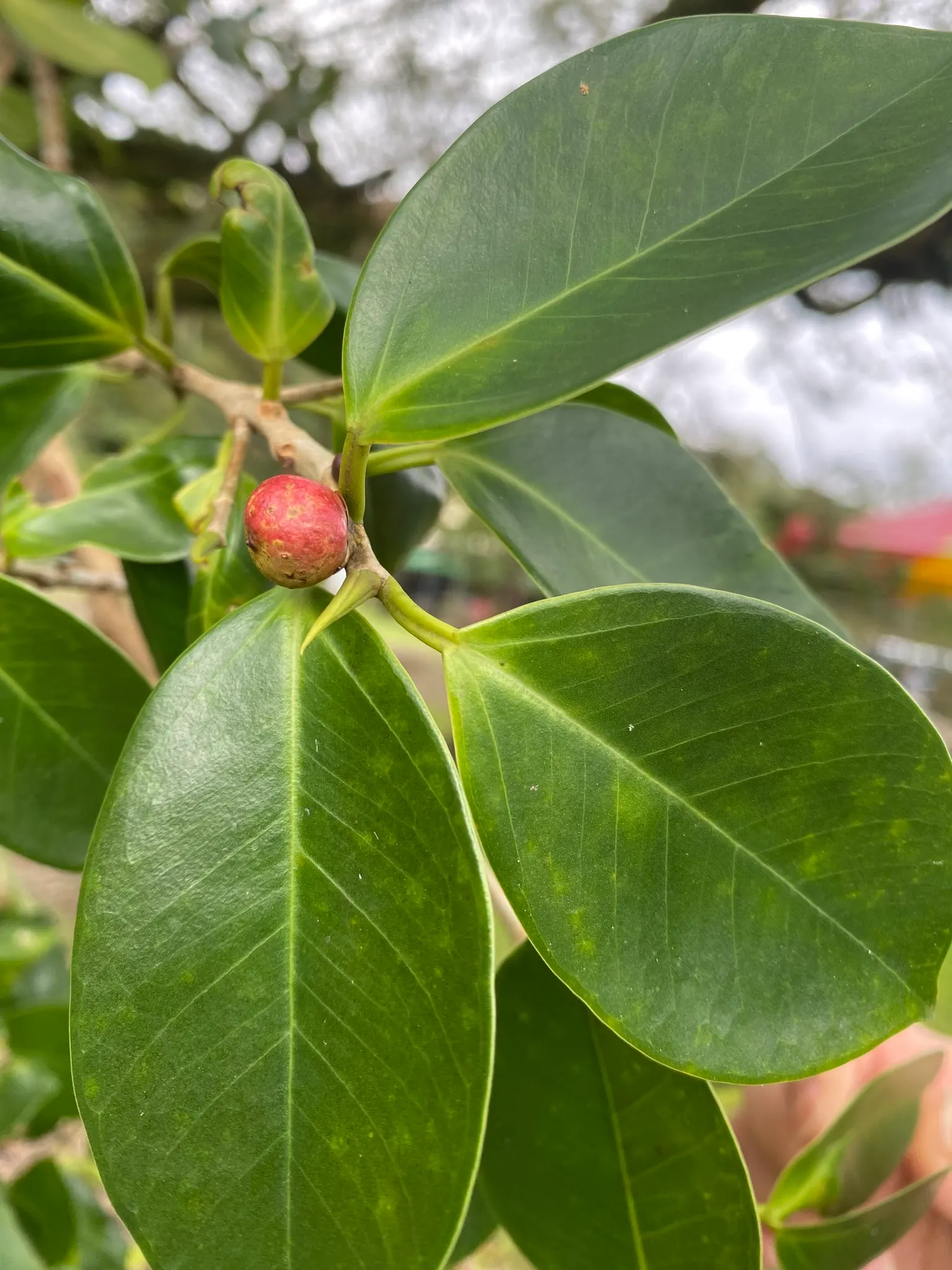 Indian Laurel Fig (Ficus Microcarpa) — Standing as a mighty evergreen; makes it an excellent choice for privacy screens or windbreaks