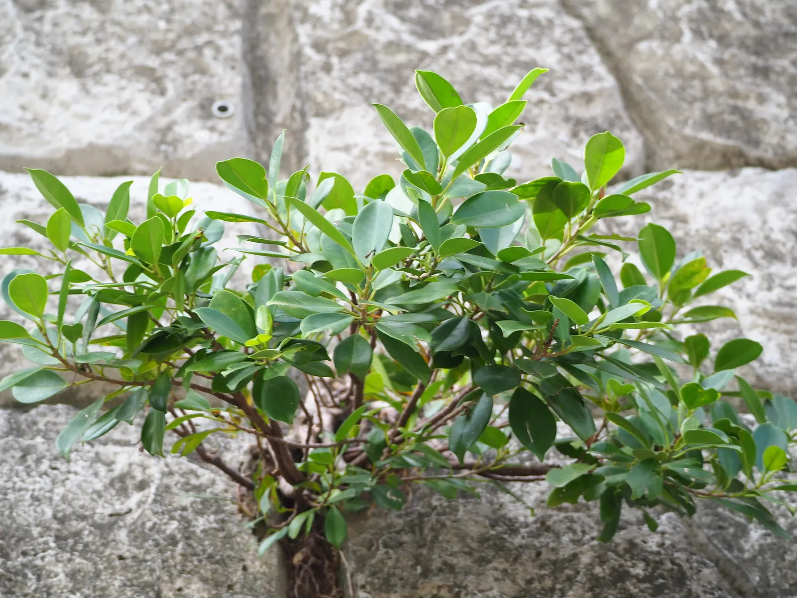 Indian Laurel Fig (Ficus Microcarpa) — Ideal for USDA zones 9-11; as its vigorous root system can be invasive, image 127
