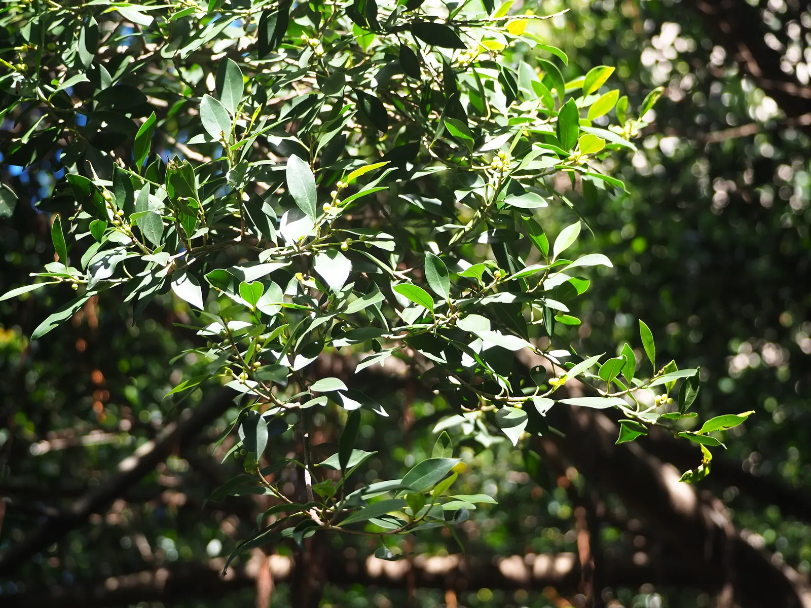 Indian Laurel Fig (Ficus Microcarpa) — which is perfect for creating cool outdoor living spaces.<br><br>Its leaves; lustrous foliage and impressive, image 84