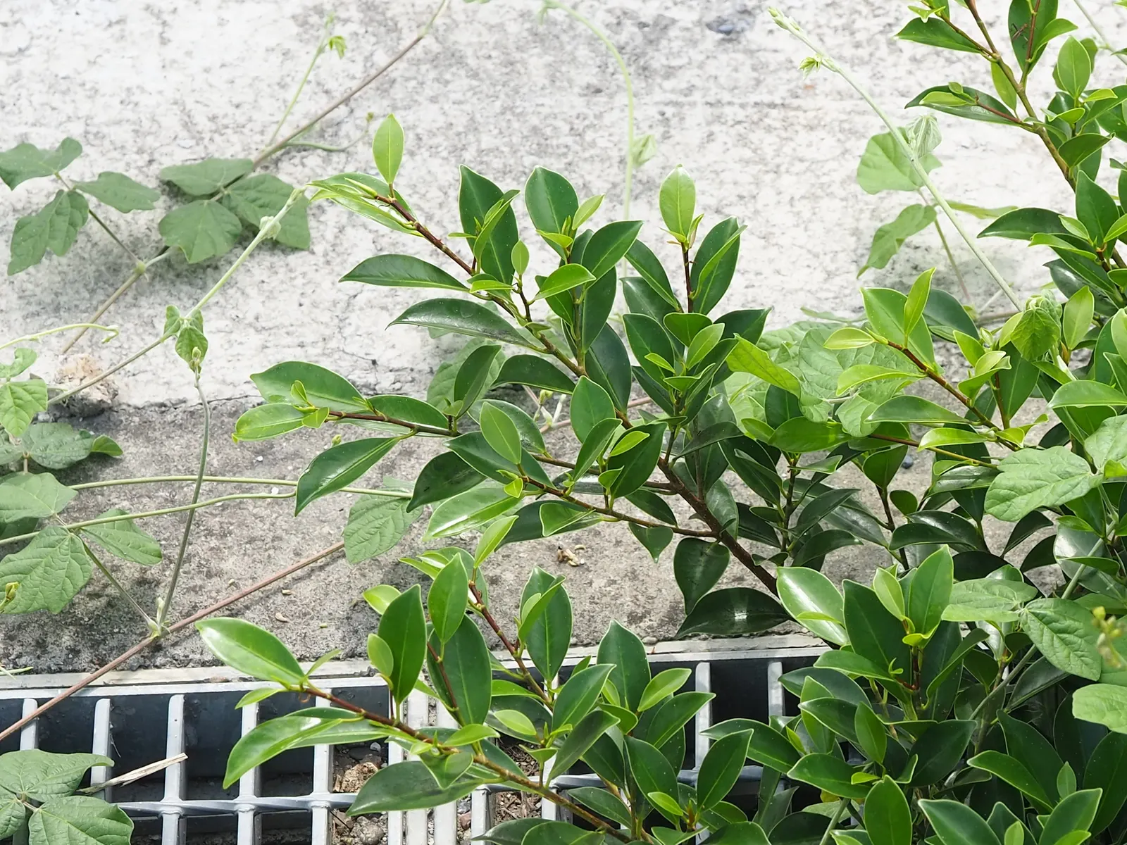 Indian Laurel Fig (Ficus Microcarpa) — it requires minimal upkeep but should be planted with care due to its invasive root system; gray trunk with, image 126