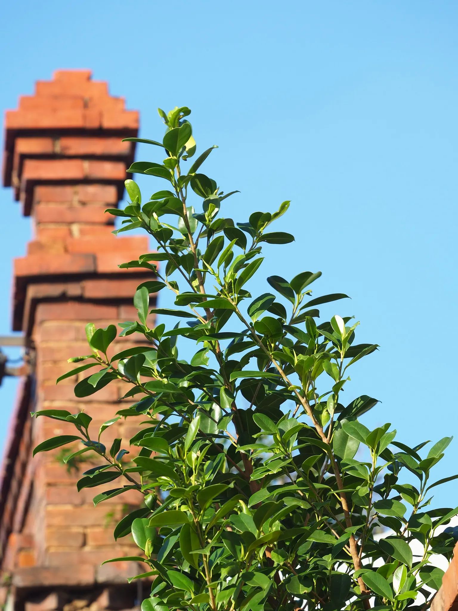 Indian Laurel Fig (Ficus Microcarpa) — it requires thoughtful placement away from structures; tree for full or half