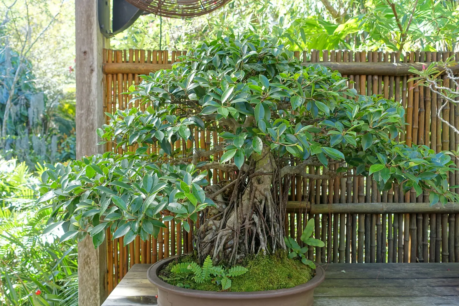 Indian Laurel Fig (Ficus Microcarpa) — rounded canopy and smooth; this creates a vast area of shade beneath its branches, image 74