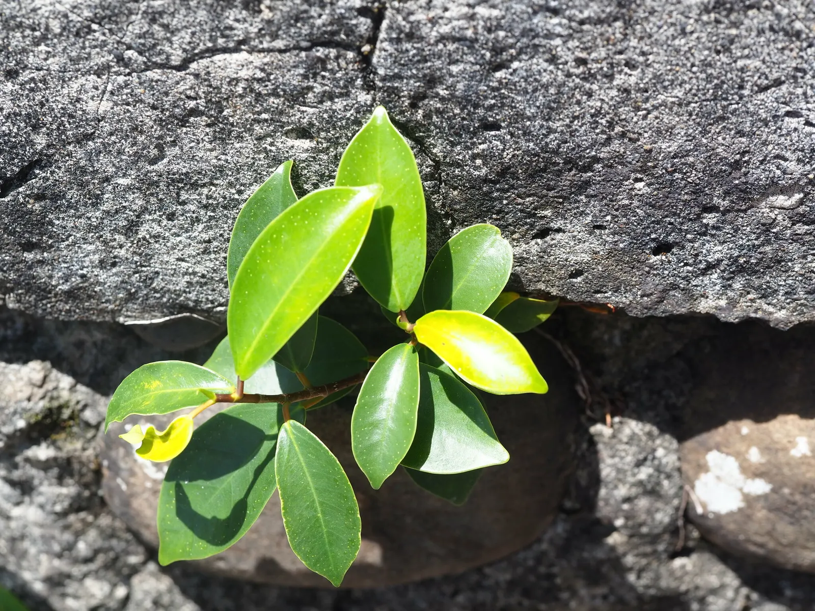Indian Laurel Fig (Ficus Microcarpa) — gray trunk with a smooth texture that may become more buttressed with age; it requires minimal upkeep but, image 87