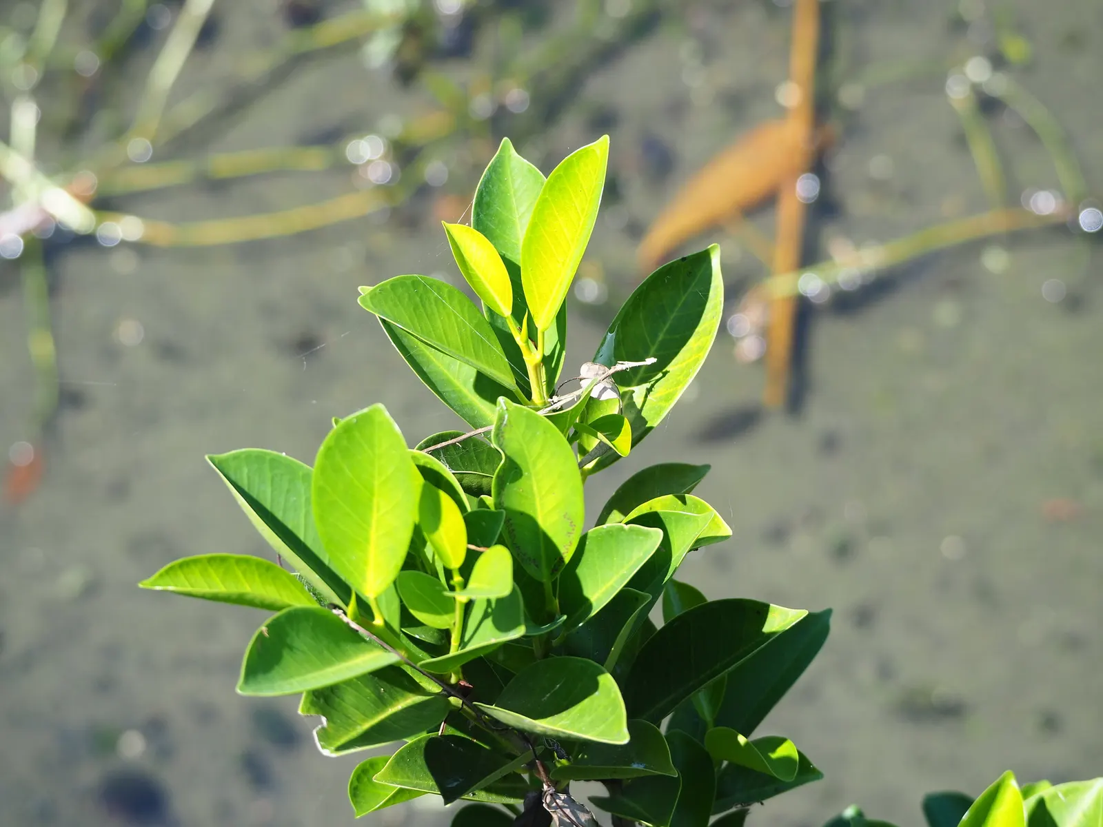 Indian Laurel Fig (Ficus Microcarpa) — which along with its dense canopy; this versatile species typically reaches 25 to 30 feet in height with a, image 66