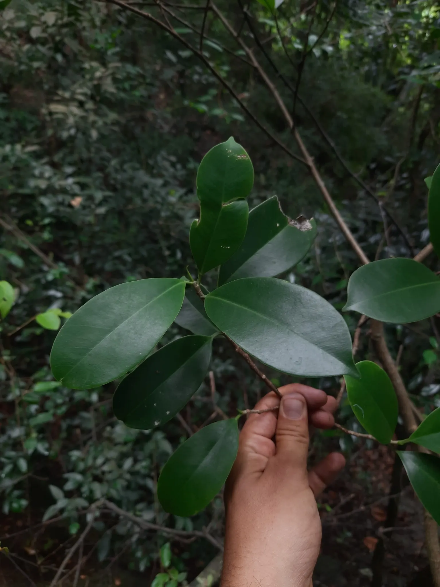 Indian Laurel Fig (Ficus Microcarpa) — This creates a vast area of shade beneath its branches; rounded canopy and smooth, image 107