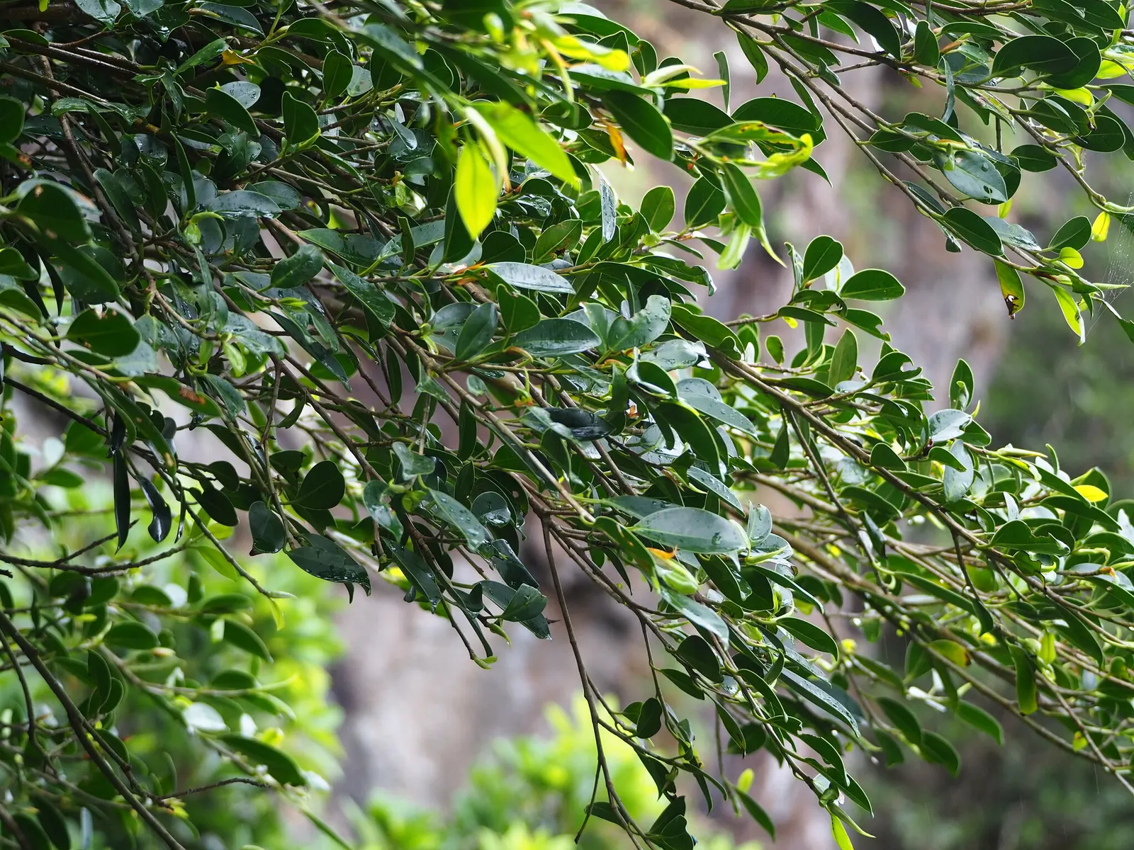 Indian Laurel Fig (Ficus Microcarpa) — Adaptable to various conditions; offers a versatile and robust addition to any landscape with its dense, image 125