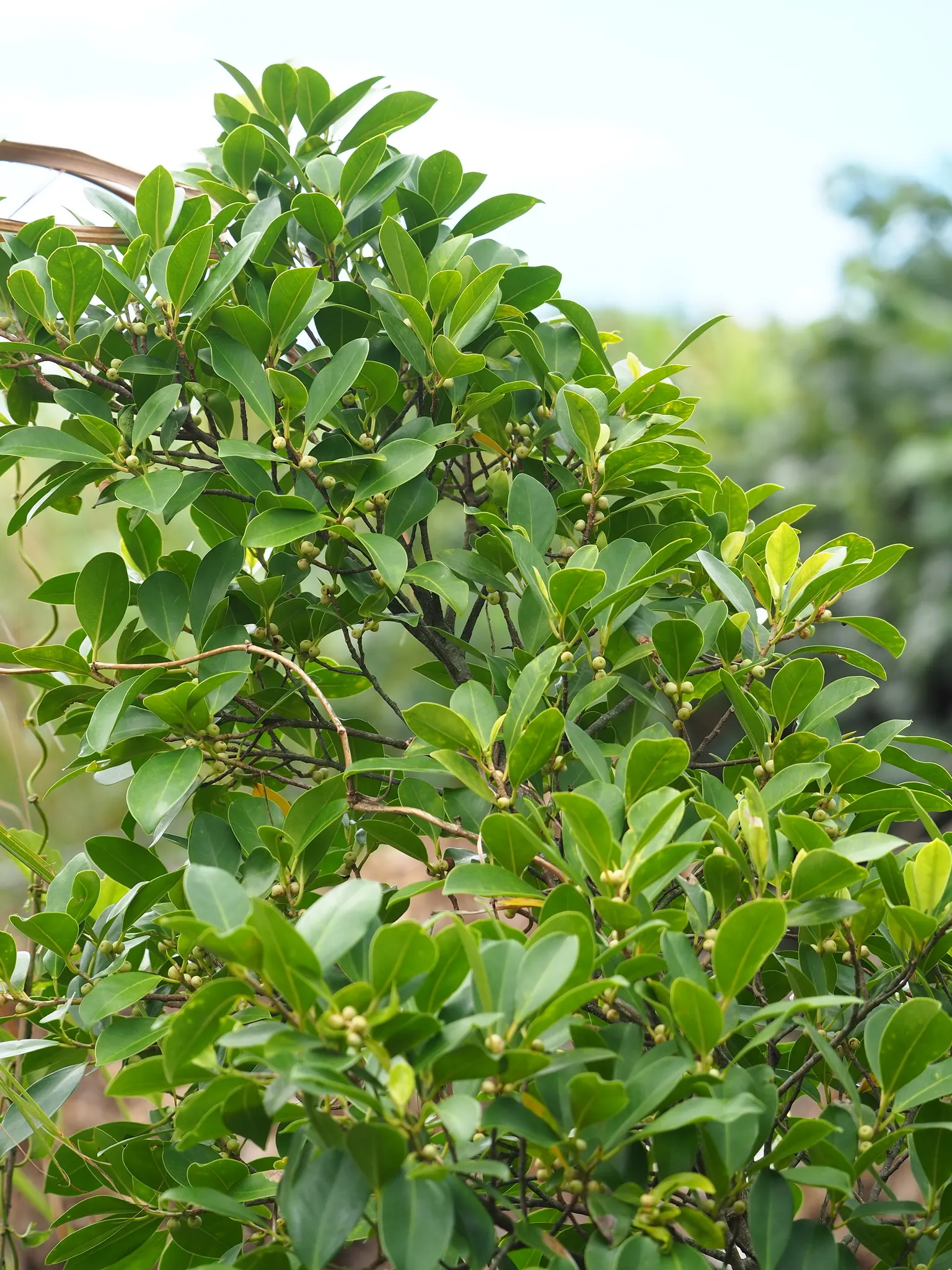 Indian Laurel Fig (Ficus Microcarpa) — as its vigorous root system can be invasive; ideal for USDA zones 9-11, image 70