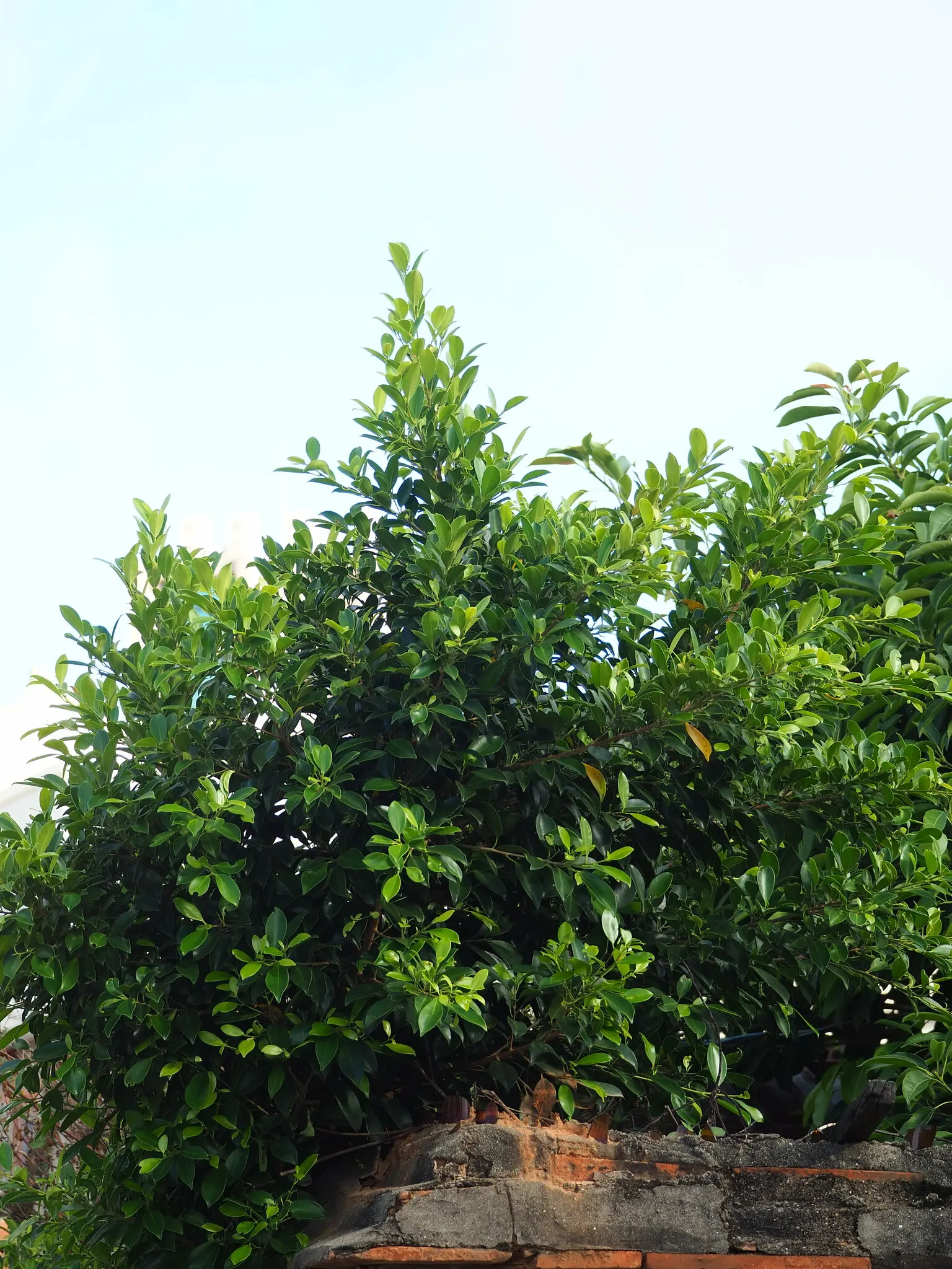 Indian Laurel Fig (Ficus Microcarpa) — lustrous foliage and impressive adaptability; which is perfect for creating cool outdoor living, image 57