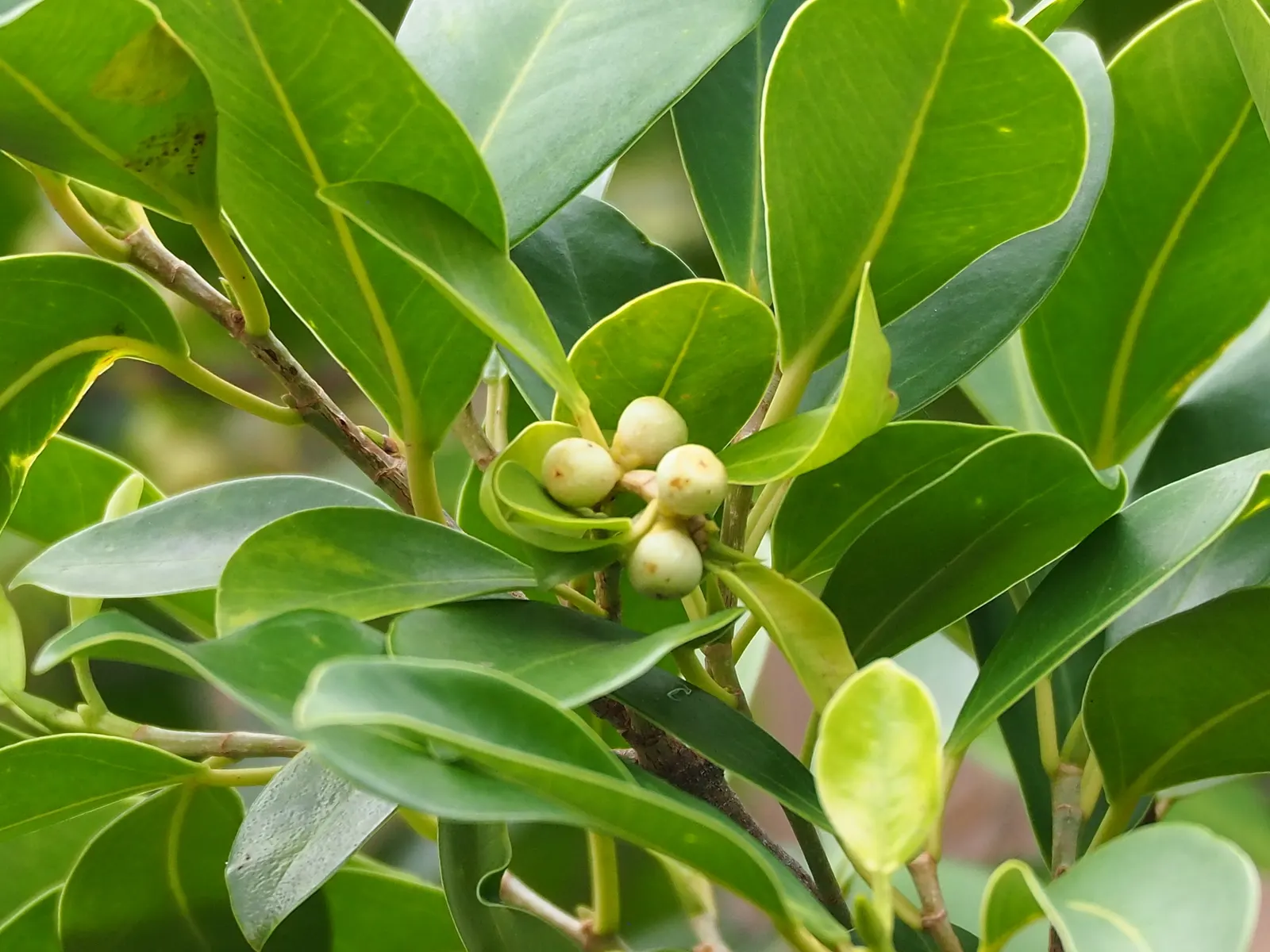 Indian Laurel Fig (Ficus Microcarpa) — Regular watering is imperative, especially in dry conditions, to establish a deep and extensive root system
