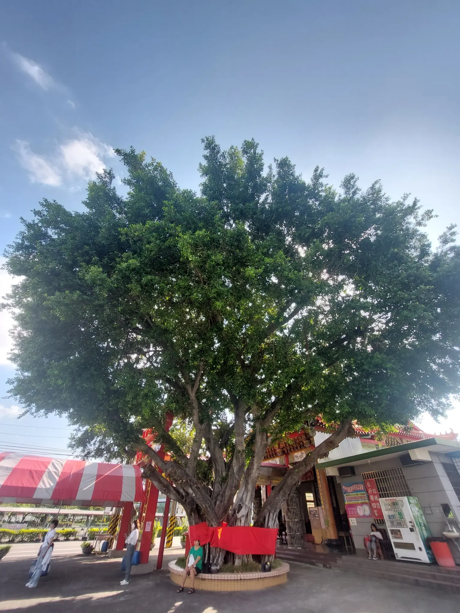 Indian Laurel Fig (Ficus Microcarpa) — Its small, shiny leaves create lush greenery, perfect for creating privacy screens