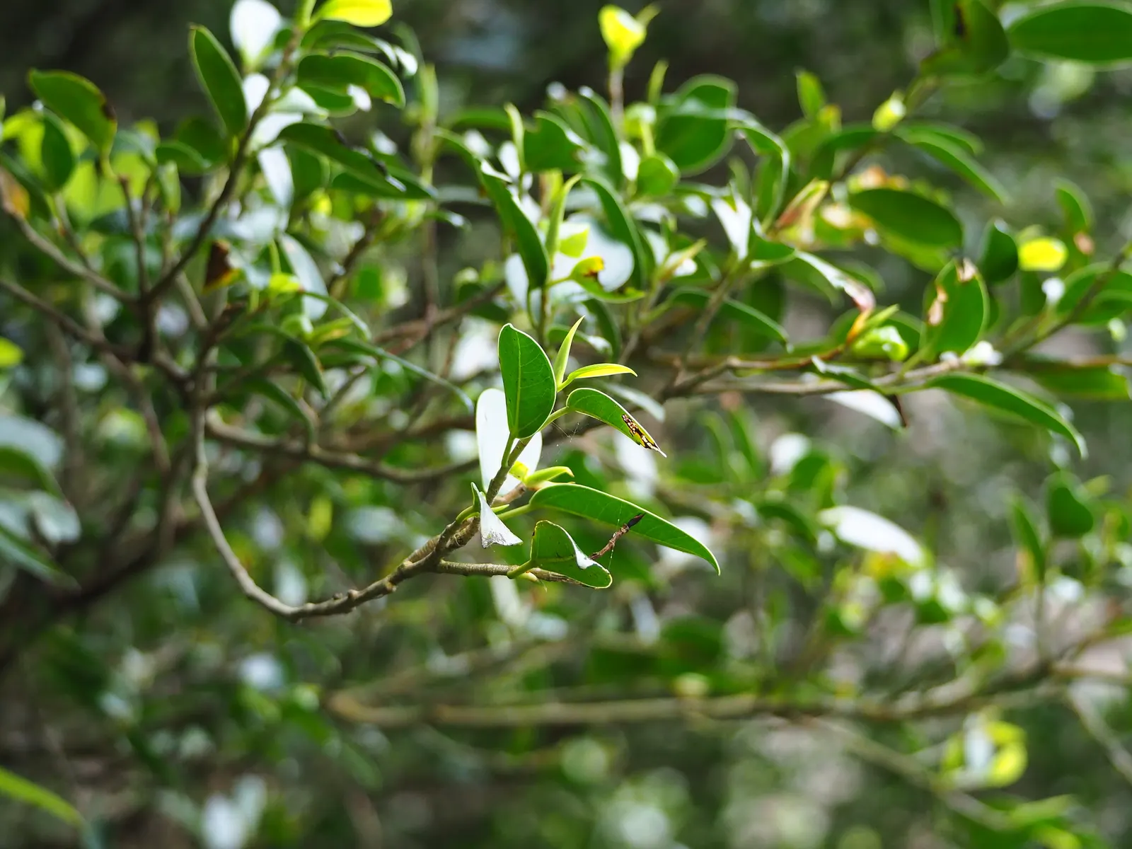 Indian Laurel Fig (Ficus Microcarpa) — Maintenance is generally moderate; however; regular watering is imperative, especially in dry conditions, to establish a