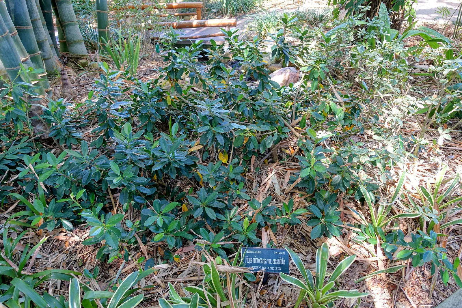 Indian Laurel Fig (Ficus Microcarpa) — offers a versatile and robust addition to any landscape with its dense; adaptable to various conditions, image 56