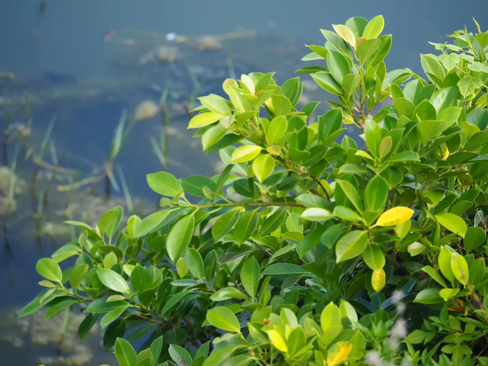 Indian Laurel Fig (Ficus Microcarpa) — which is perfect for creating cool outdoor living spaces.<br><br>Its leaves; lustrous foliage and impressive, image 60