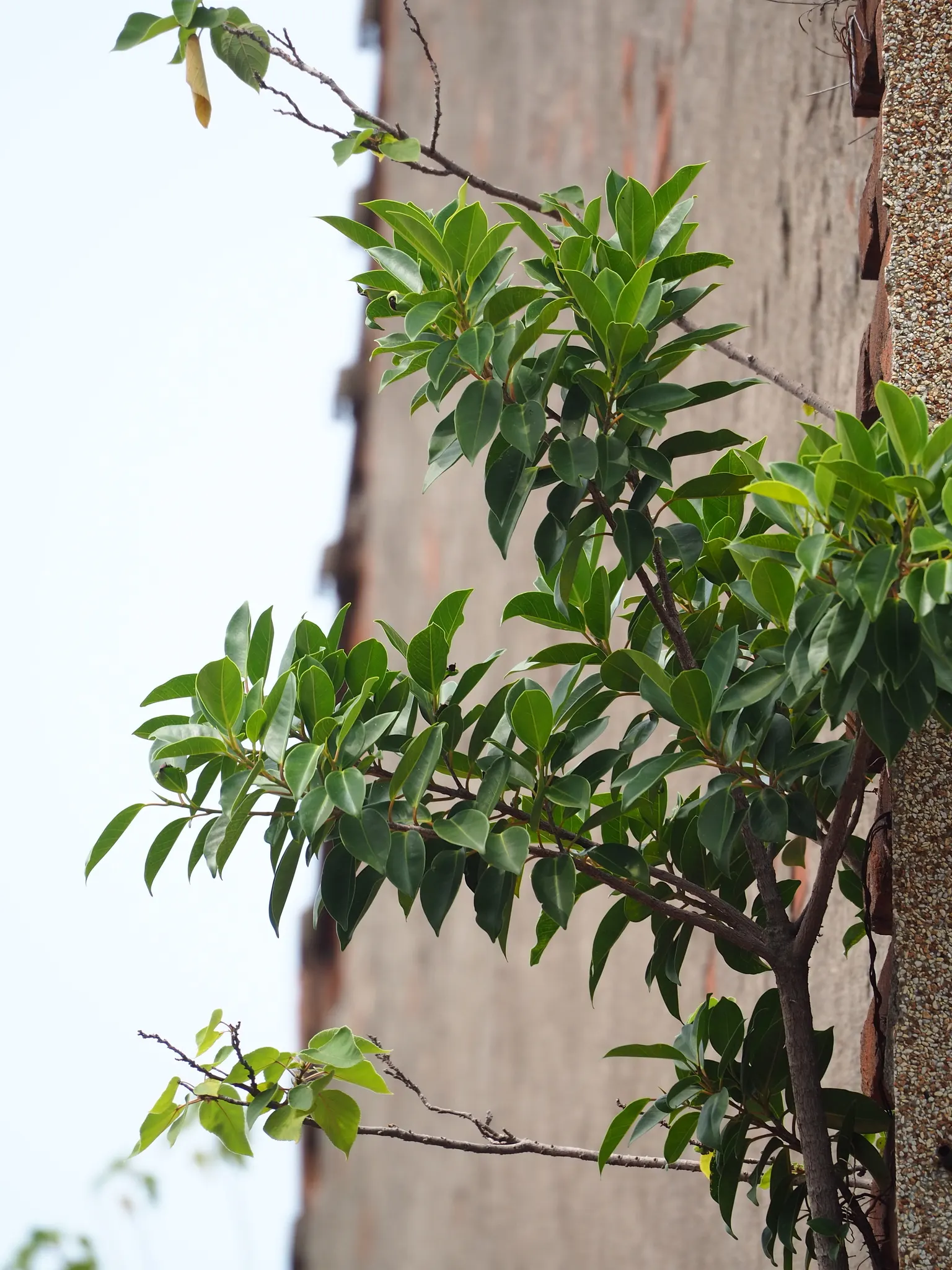 Indian Laurel Fig (Ficus Microcarpa) — rounded canopy and smooth