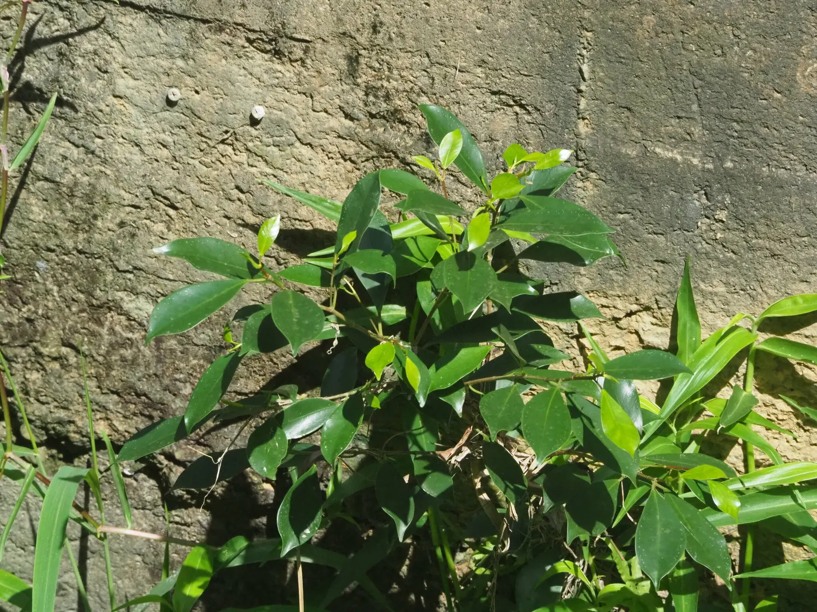 Indian Laurel Fig (Ficus Microcarpa) — Regular watering is imperative, especially in dry conditions, to establish a deep and extensive root system; maintenance