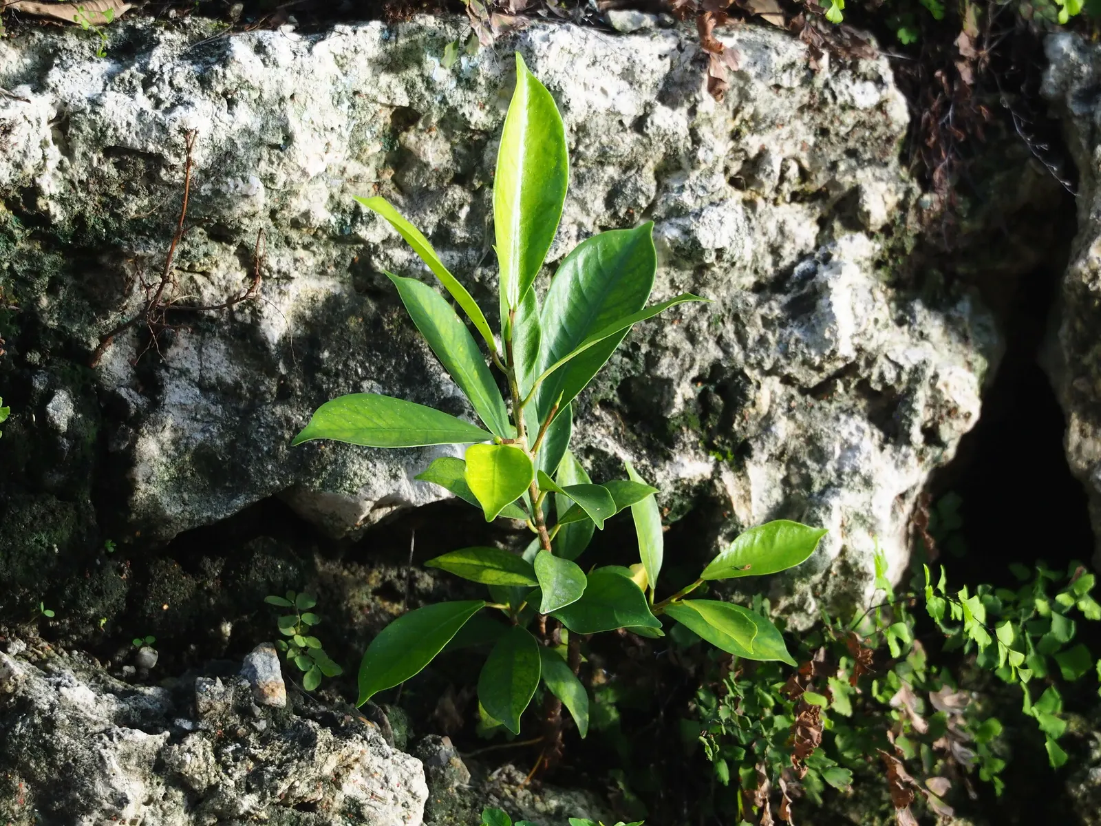 Indian Laurel Fig (Ficus Microcarpa) — Regular pruning may be necessary to maintain its shape and to remove any potentially problematic roots; the, image 119