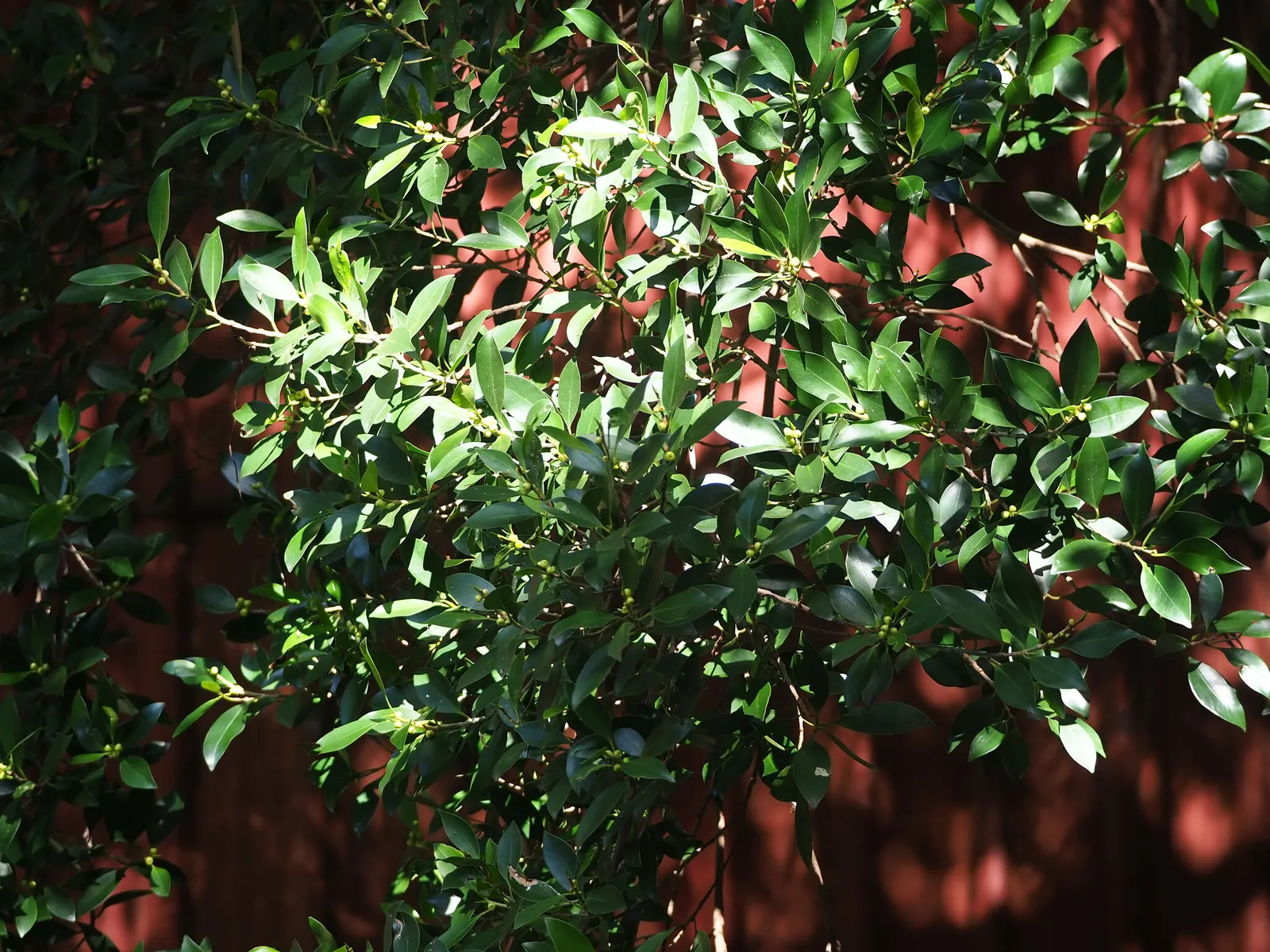 Indian Laurel Fig (Ficus Microcarpa) — This versatile species typically reaches 25 to 30 feet in height with a comparable spread; which along with its dense