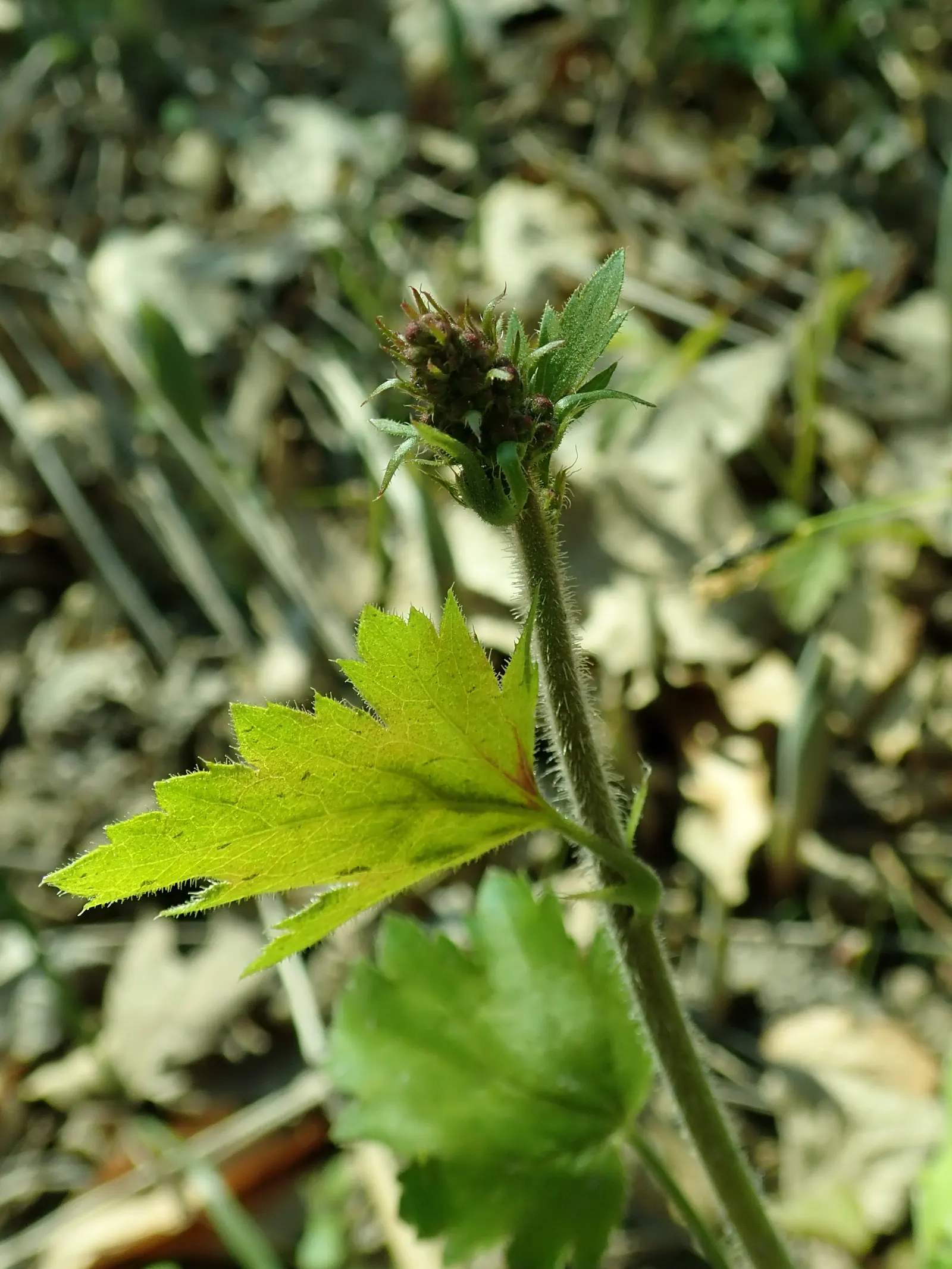 Hairy Alumroot (Heuchera Villosa) — The plant is hardy, low maintenance, and attracts pollinators while resisting deer