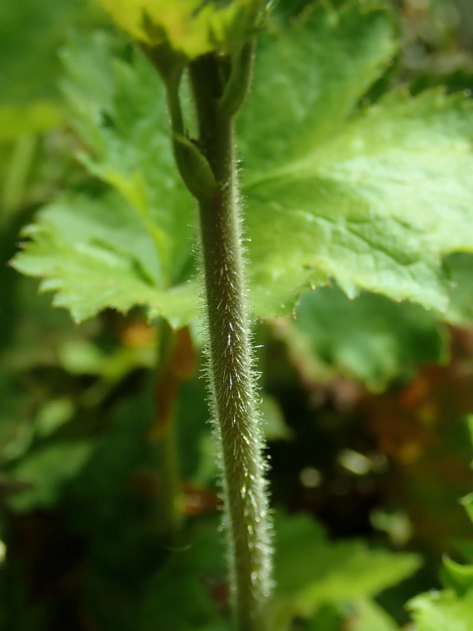 Hairy Alumroot (Heuchera Villosa) — Gardeners can also enjoy Hairy Alumroot as a container plant