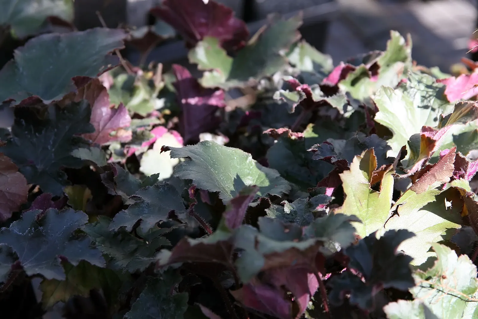 Hairy Alumroot (Heuchera Villosa) — dainty bell-shaped flowers on tall