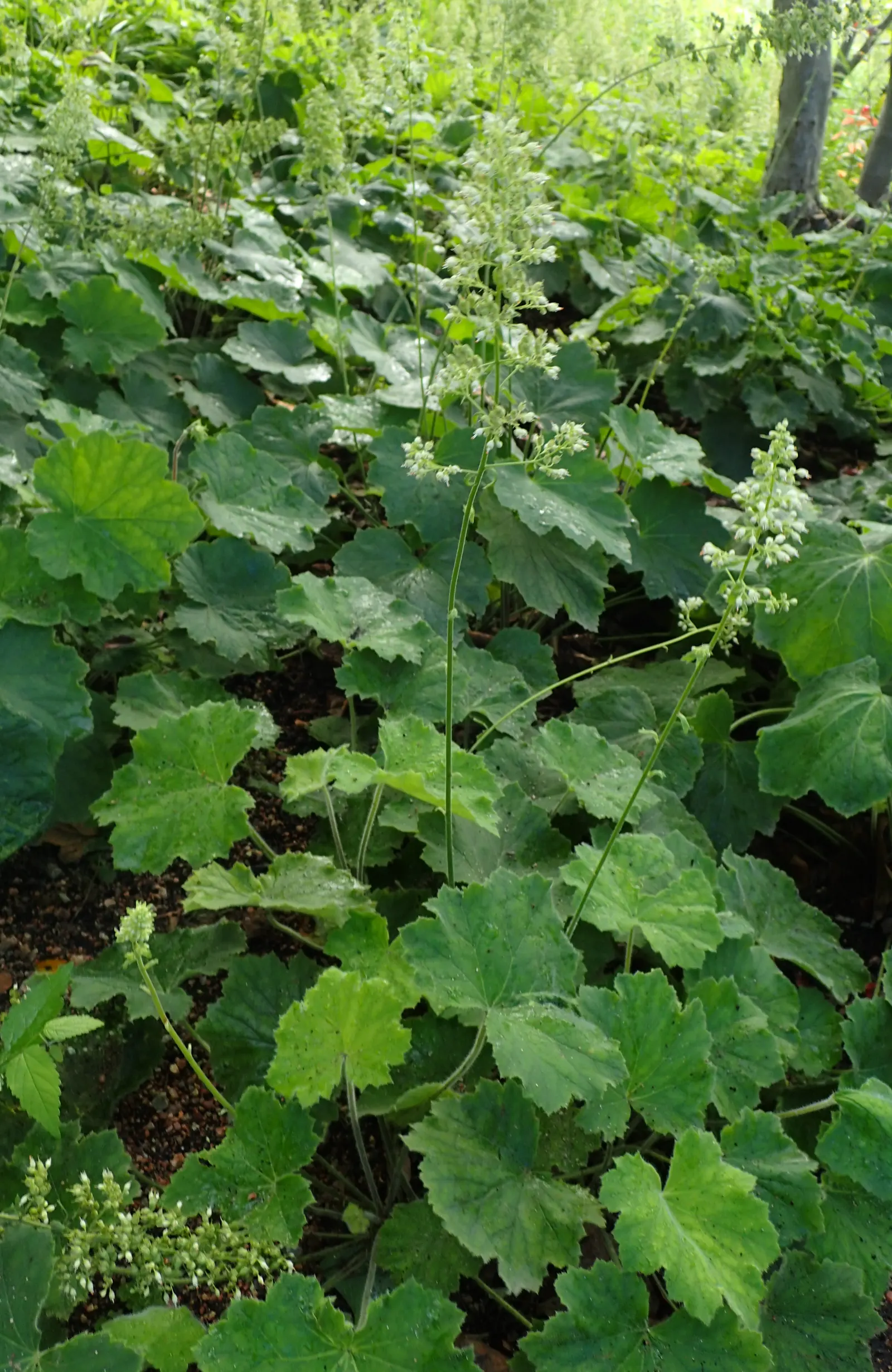 Hairy Alumroot (Heuchera Villosa) — scientifically named Heuchera villosa