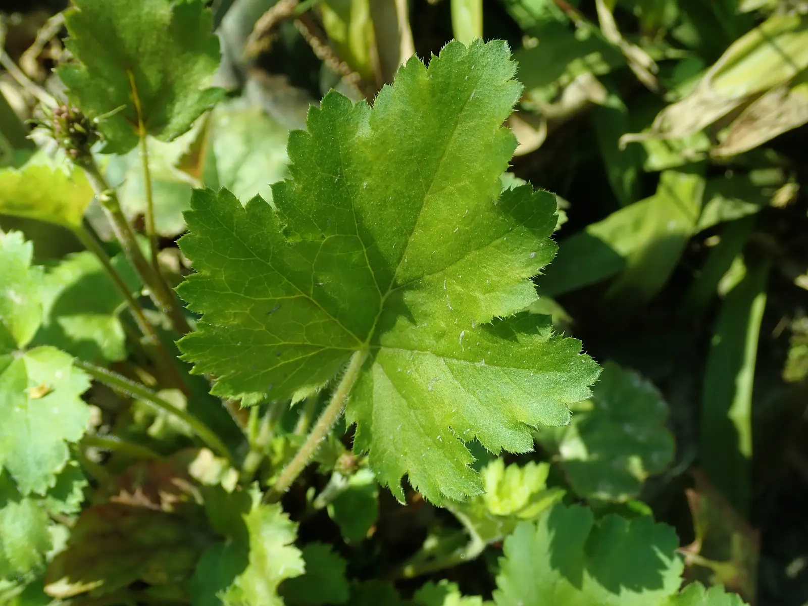 Hairy Alumroot (Heuchera Villosa) — commonly known as Hairy Alumroot