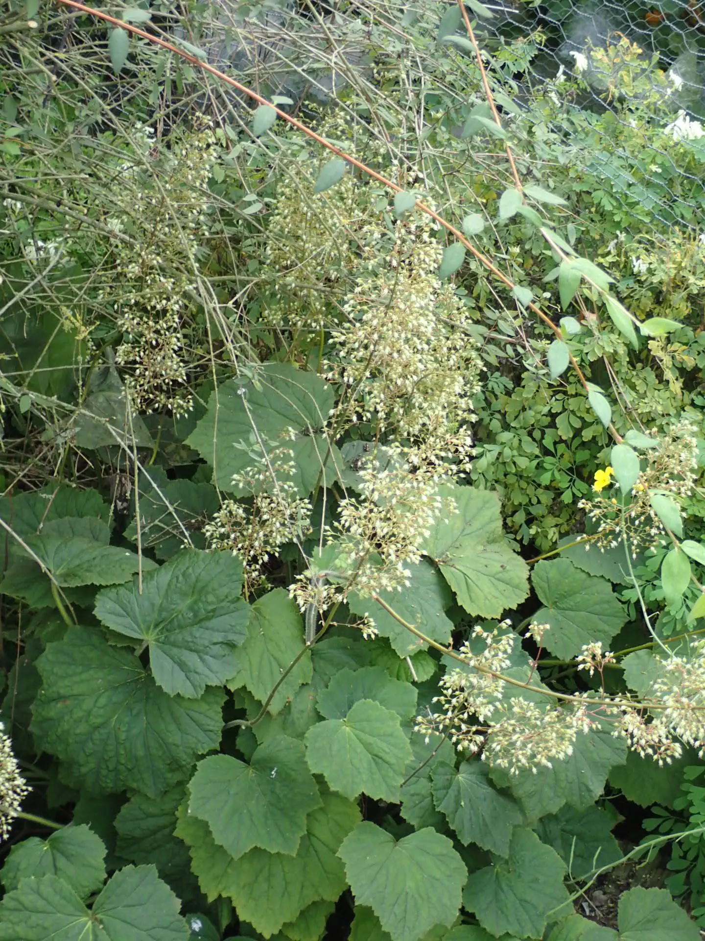 Hairy Alumroot (Heuchera Villosa) — commonly known as Hairy Alumroot; its richly colored leaves