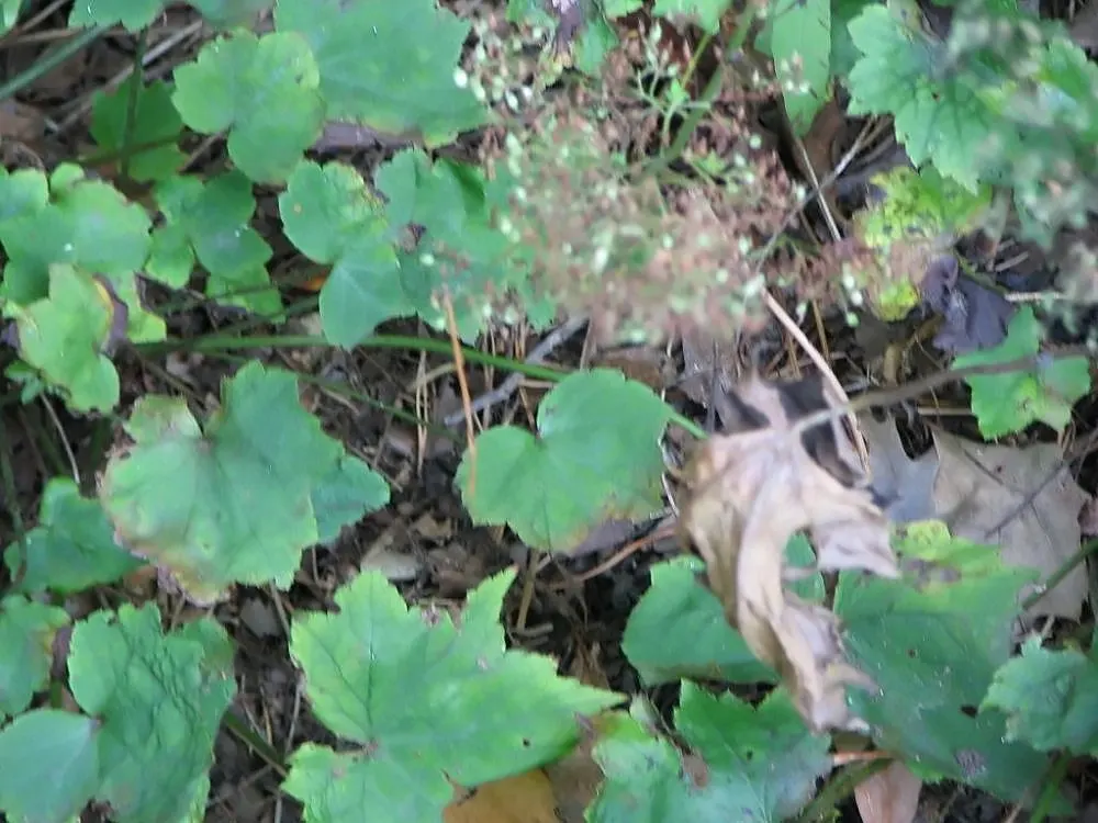 Hairy Alumroot (Heuchera Villosa) — slender stems rise above the foliage