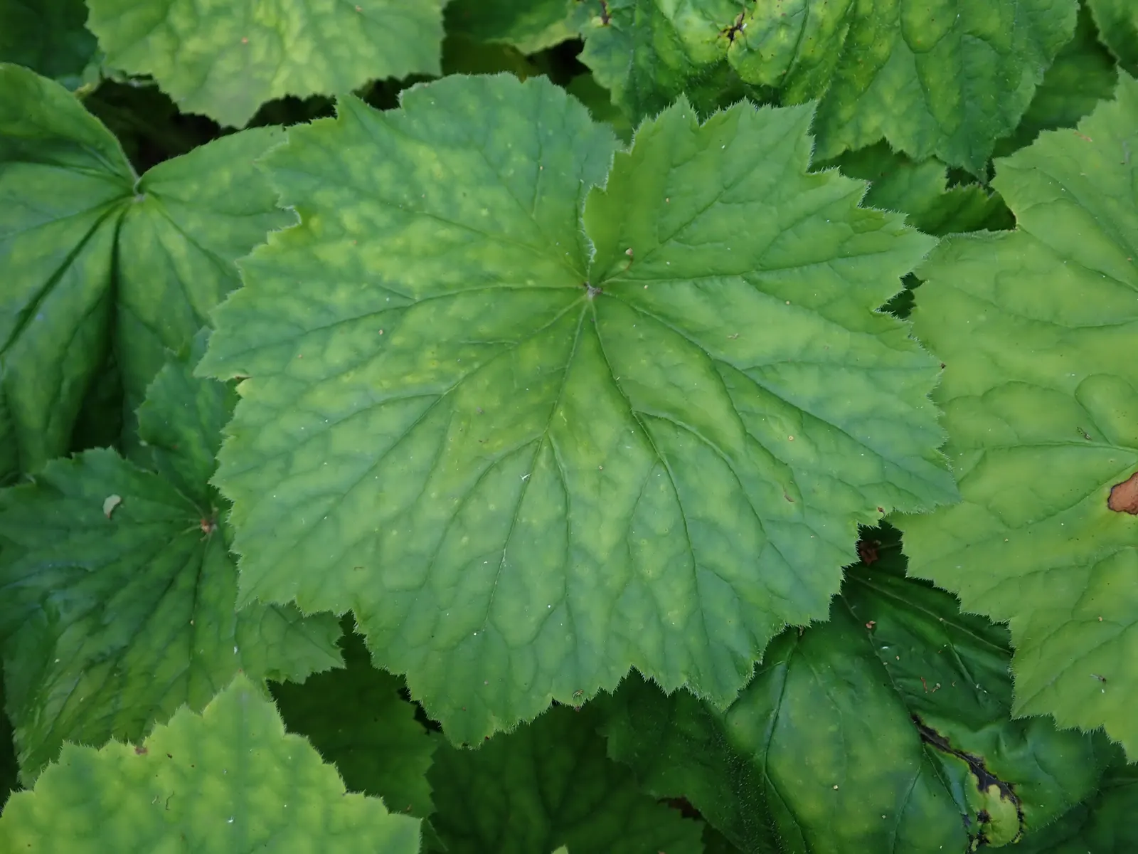 Hairy Alumroot (Heuchera Villosa) — and while it can tolerate some drought