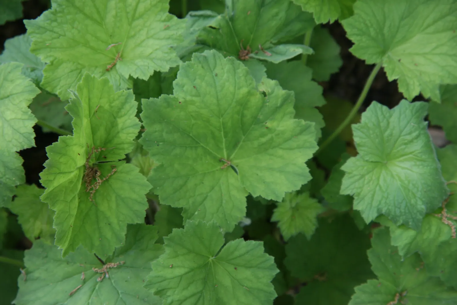 Hairy Alumroot (Heuchera Villosa) — Its richly colored leaves